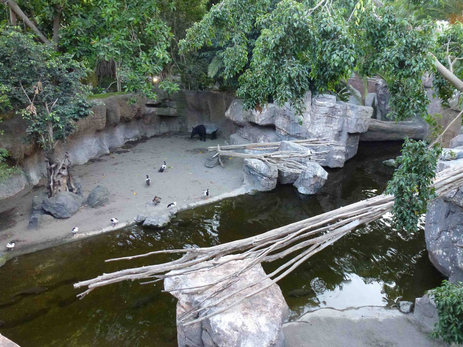 Tapir enclosure, July 2013.