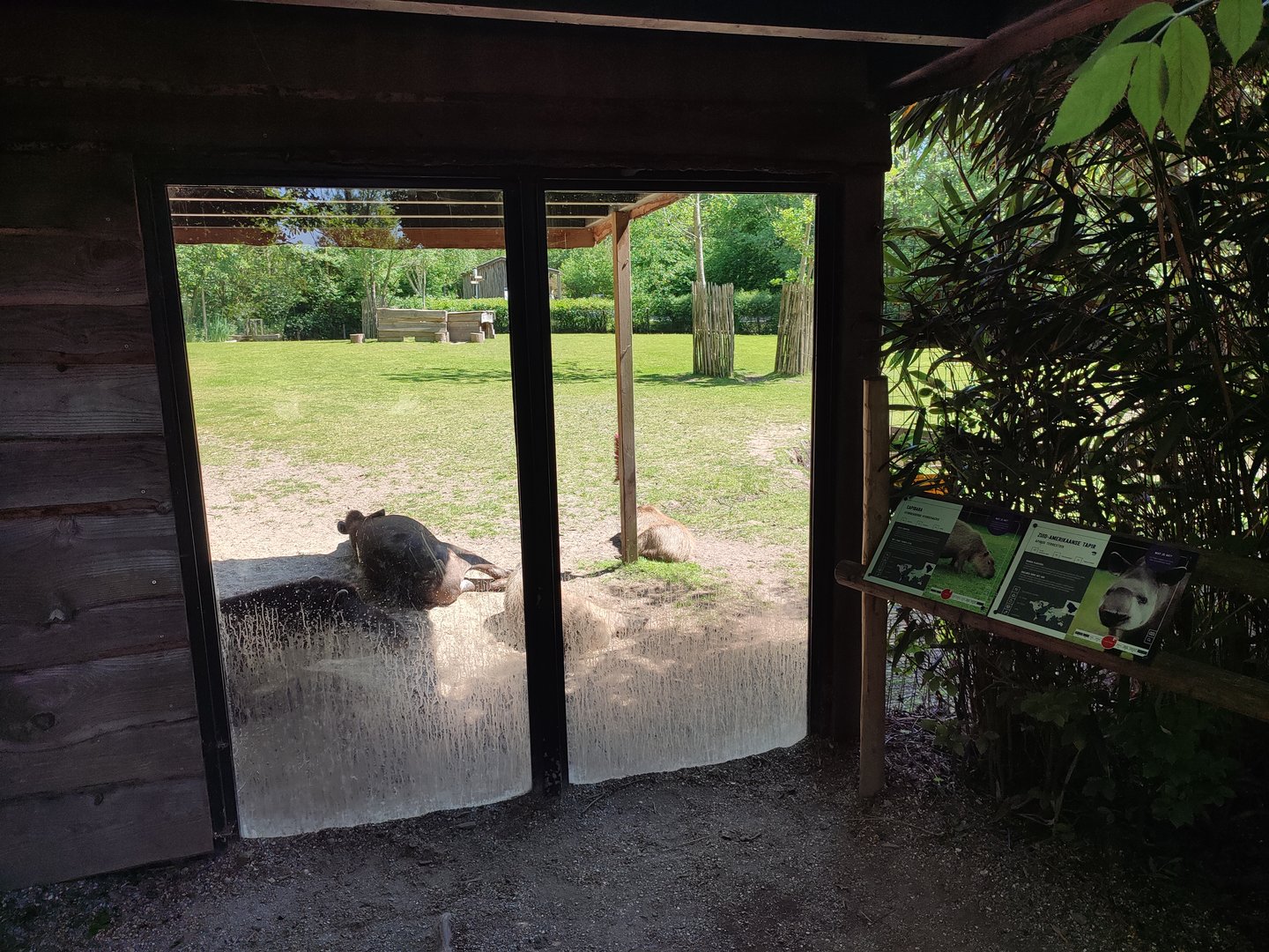 Tapir enclosure - view at the shelter