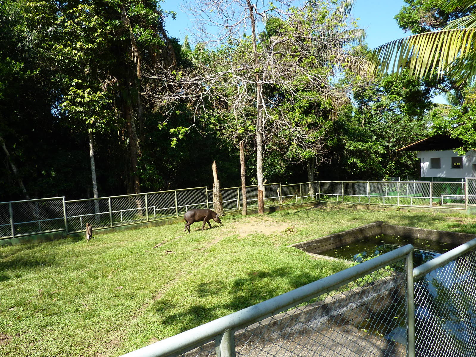 Tapir enclosure