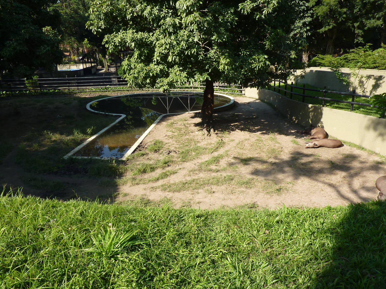 Tapir enclosure