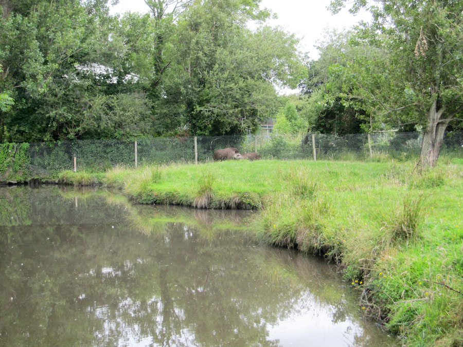 Tapir enclosure