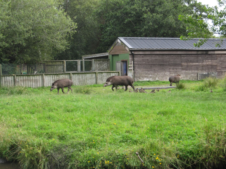 Tapir enclosure