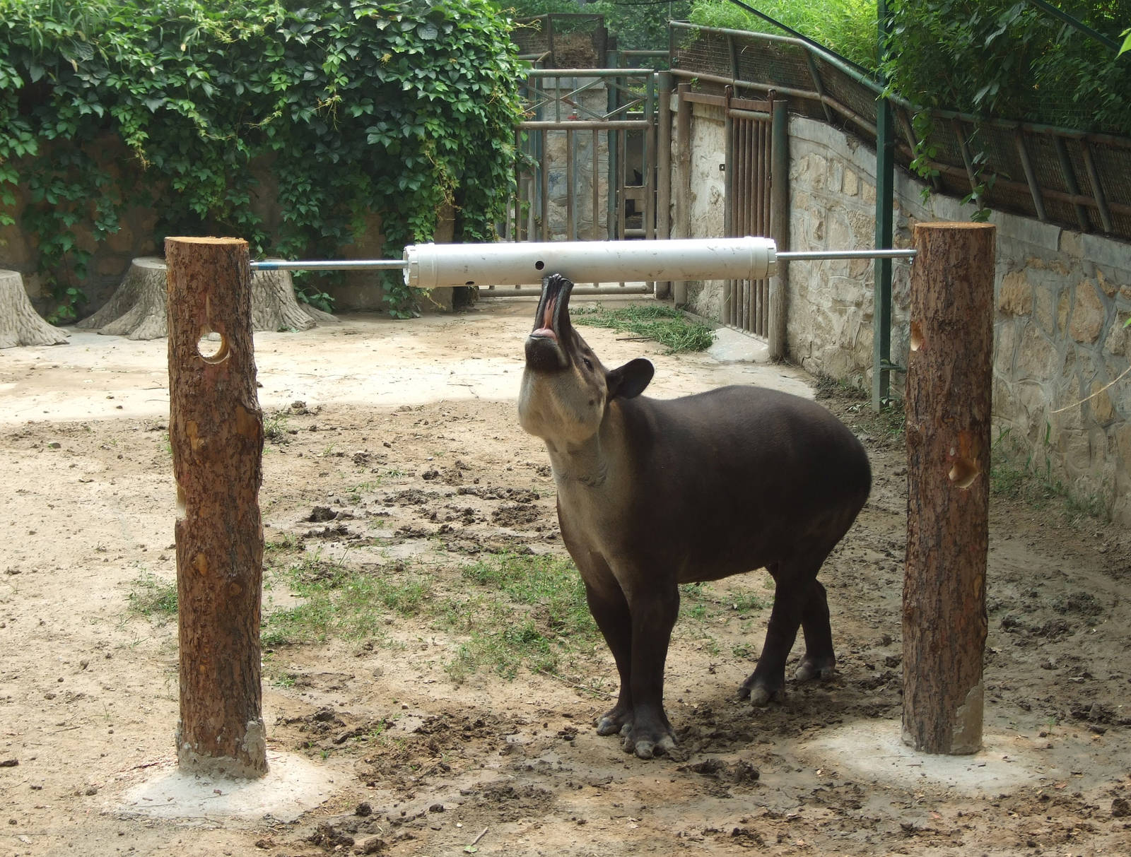 Tapir enrichment