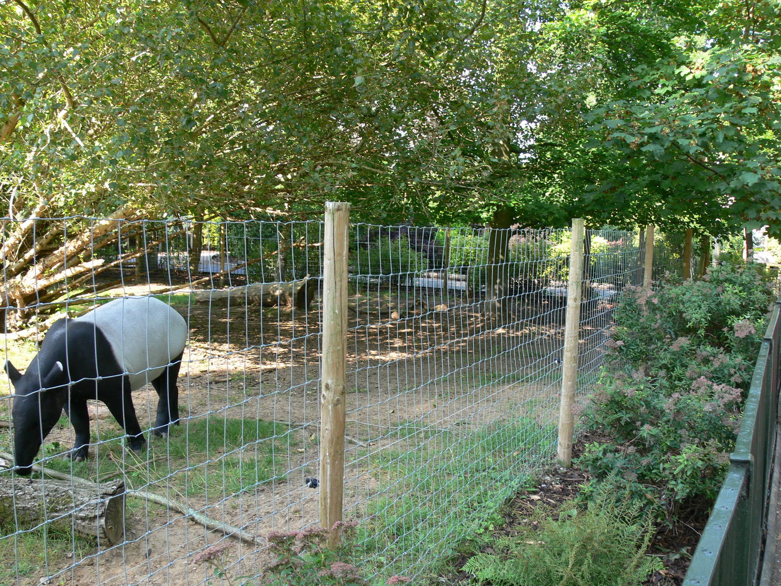 Tapir Exhibit at Chester, 23/07/14