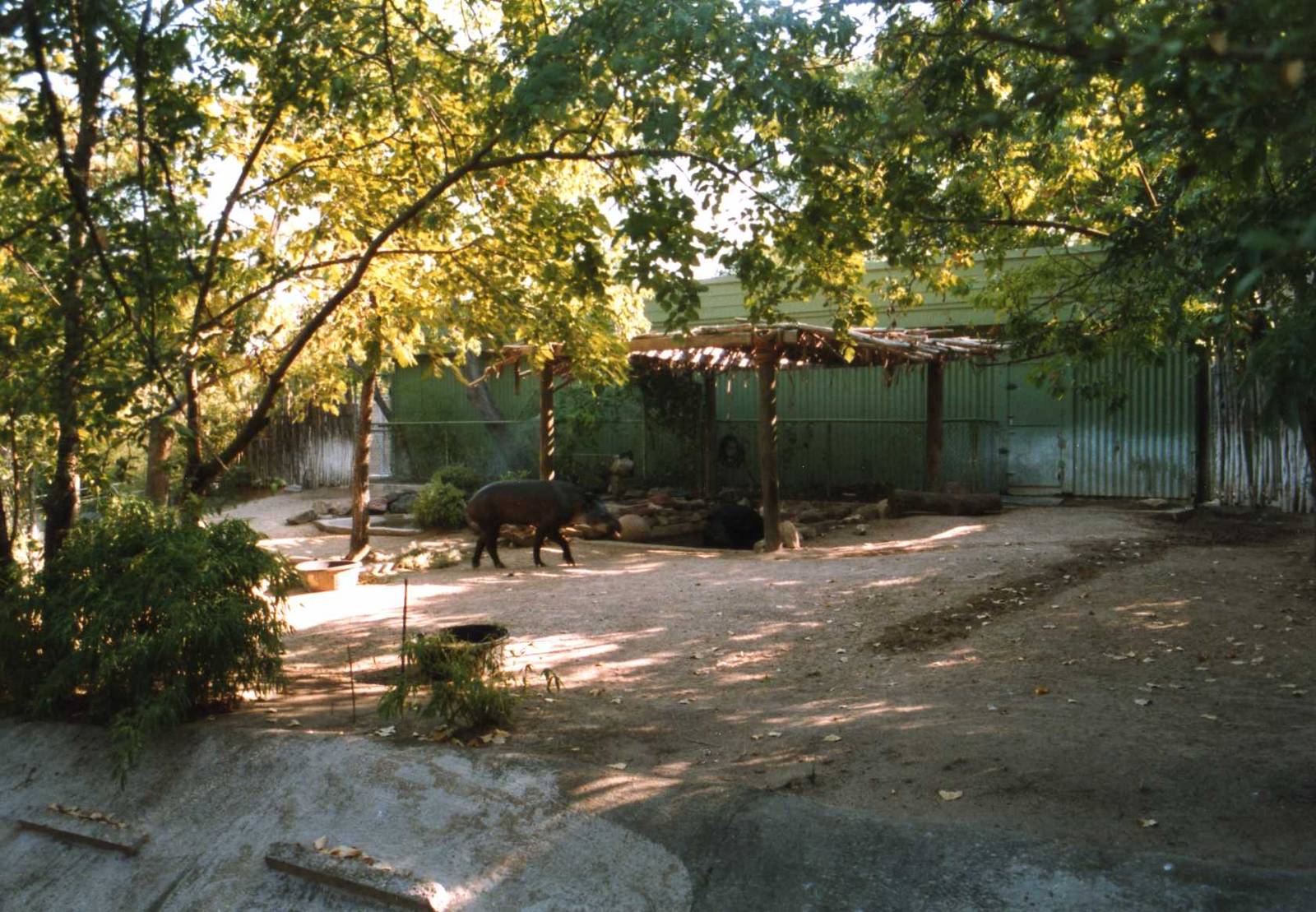 Tapir exhibit