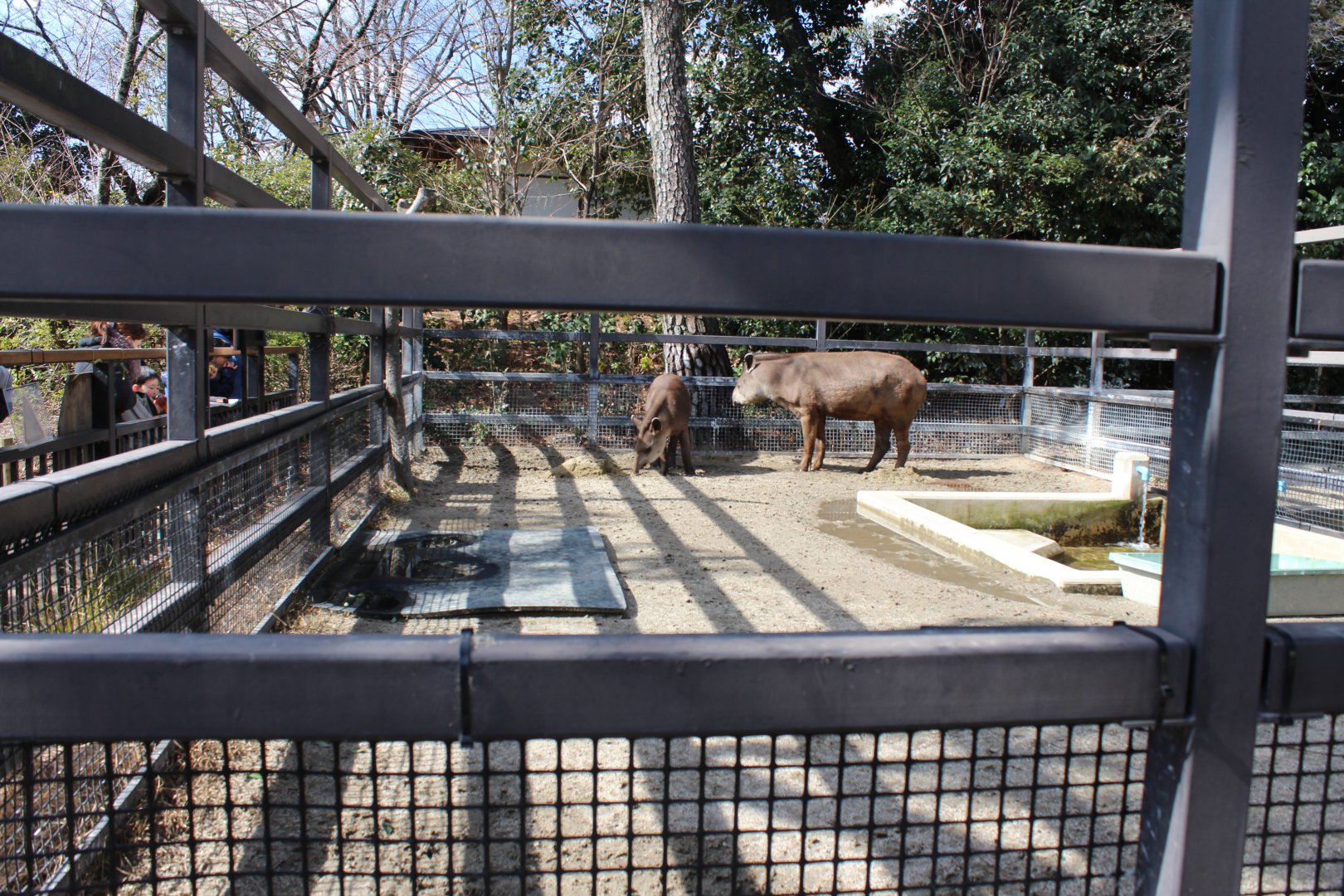 Tapir exhibit