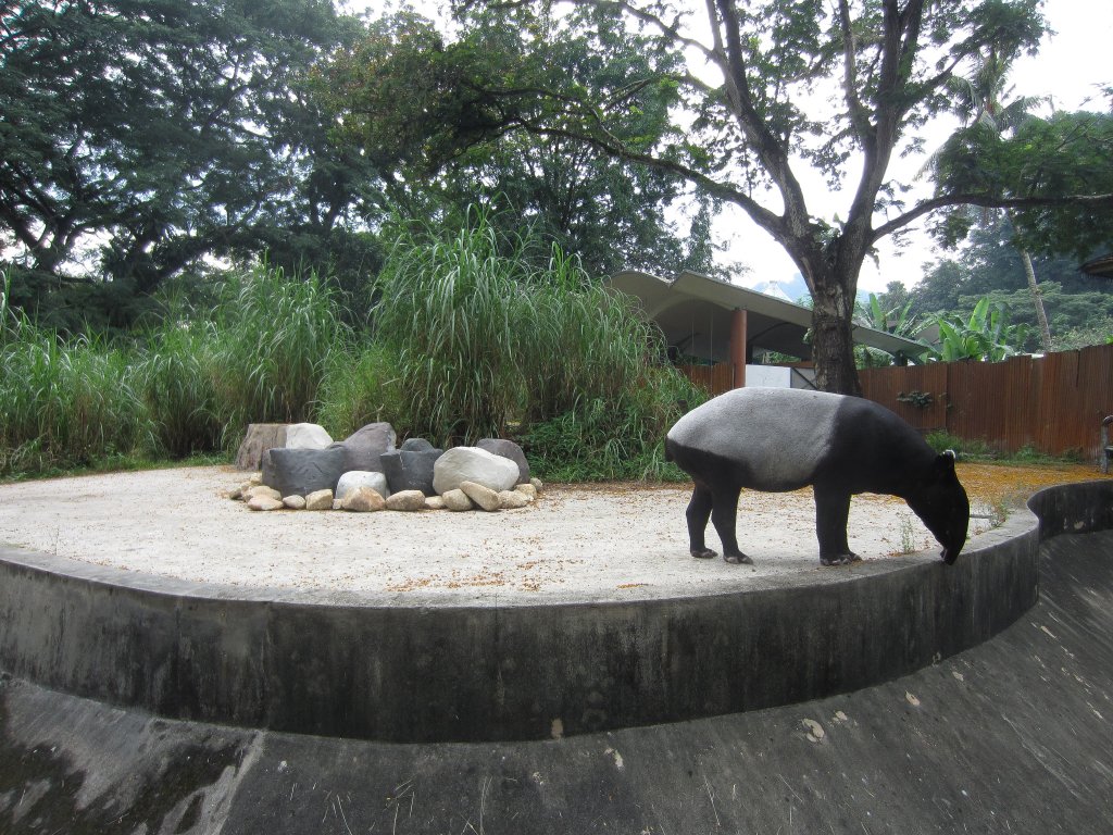 Tapir exhibit