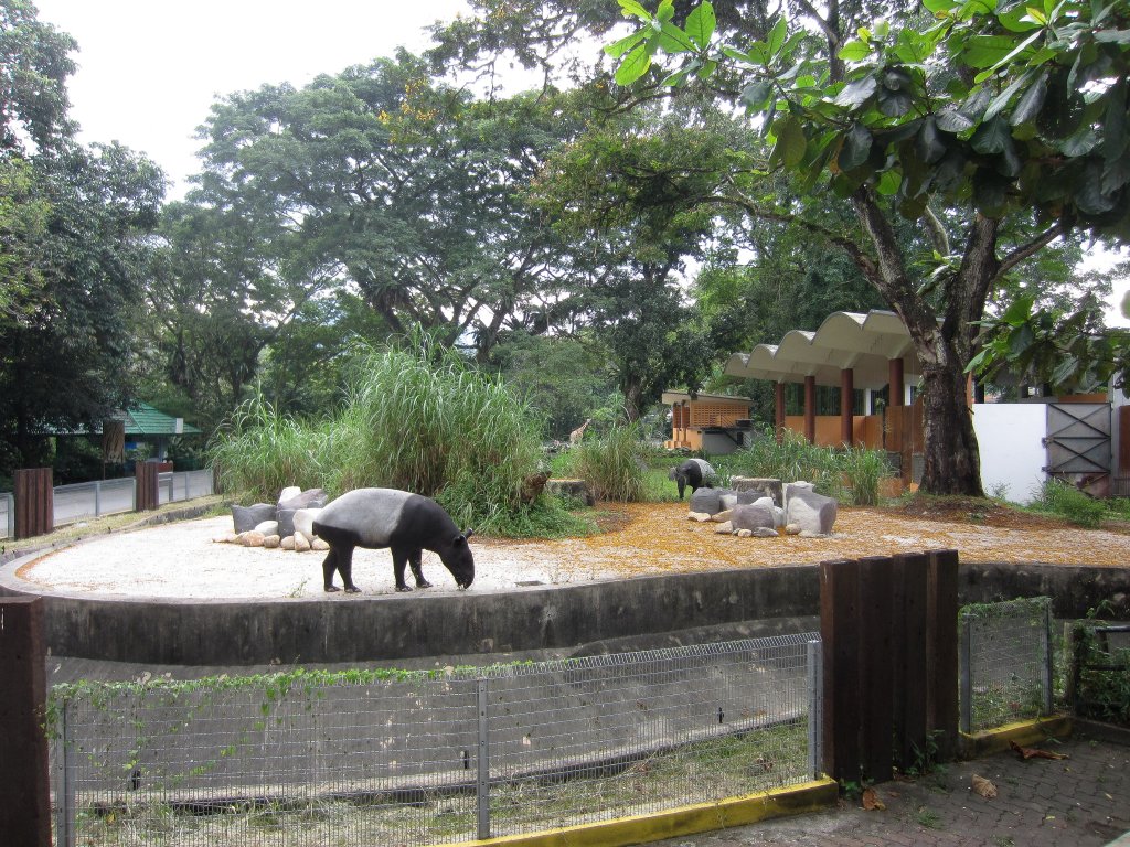 Tapir exhibit