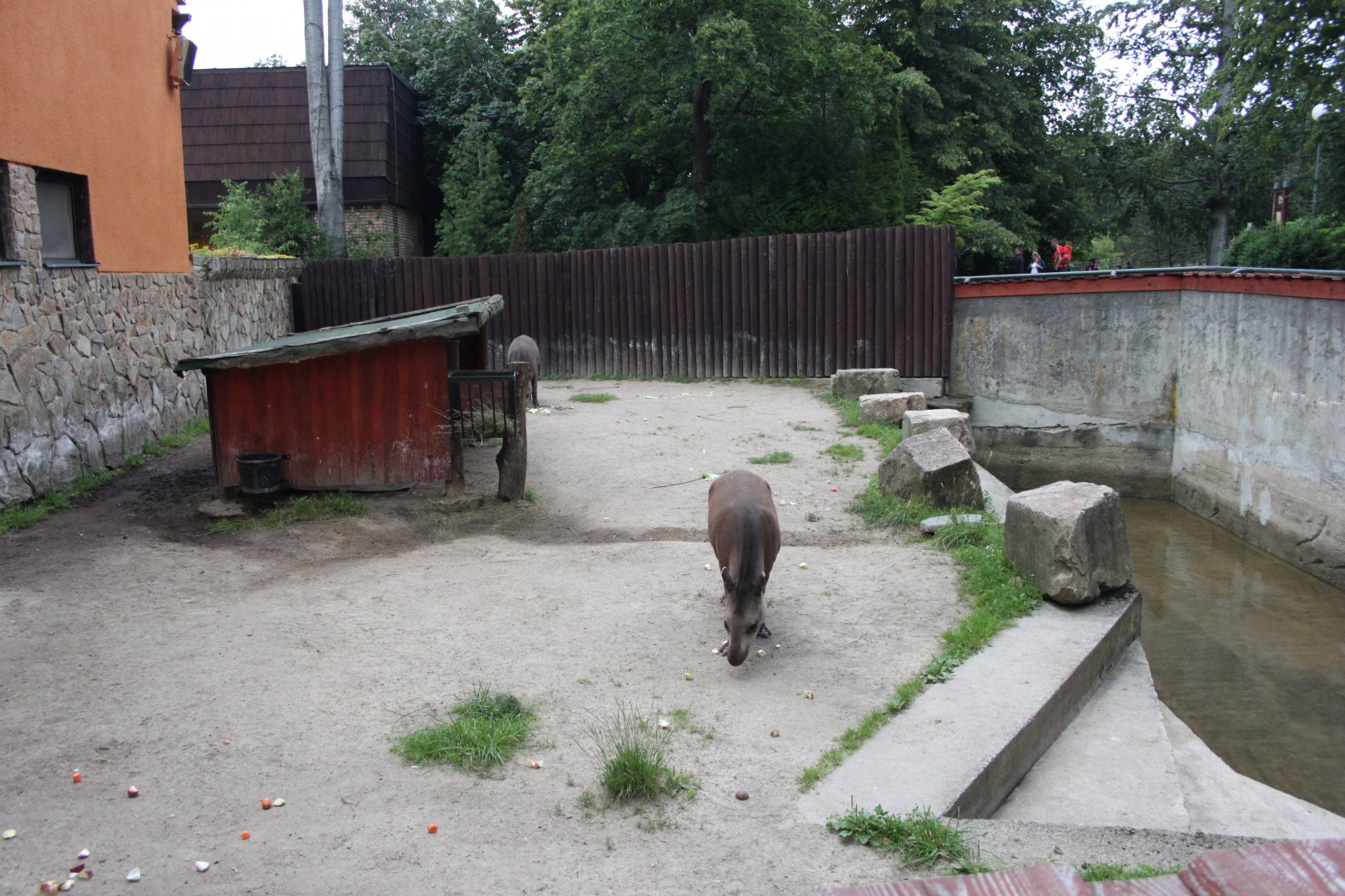 Tapir exhibit