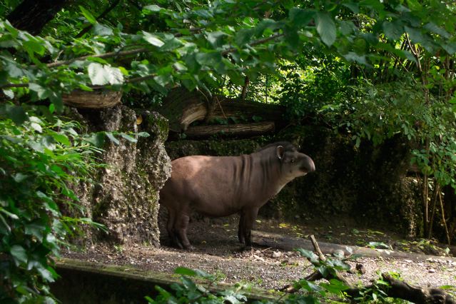 Tapir exhibit