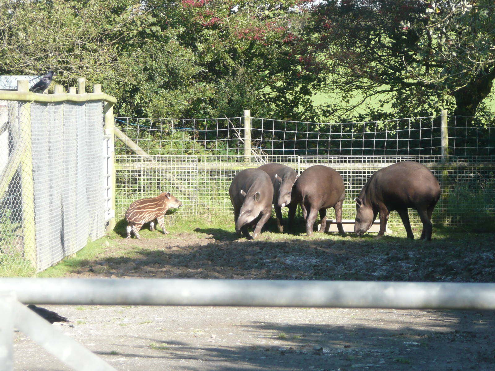 Tapir family . 7th October 2010