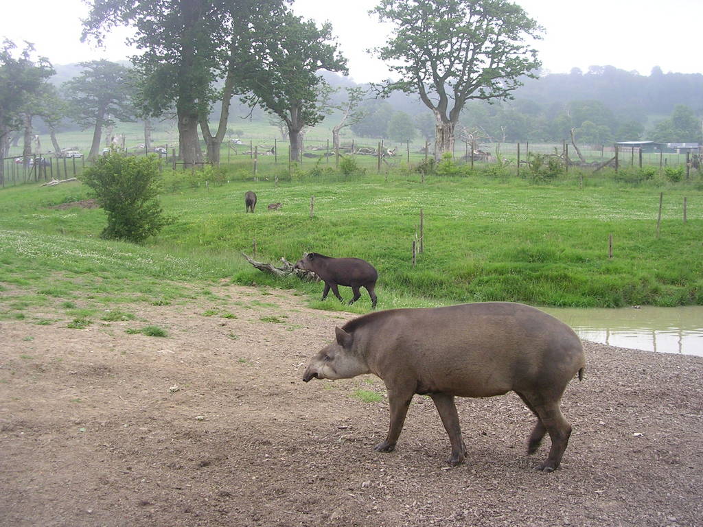 Tapir Family and Enclosure at Longleat