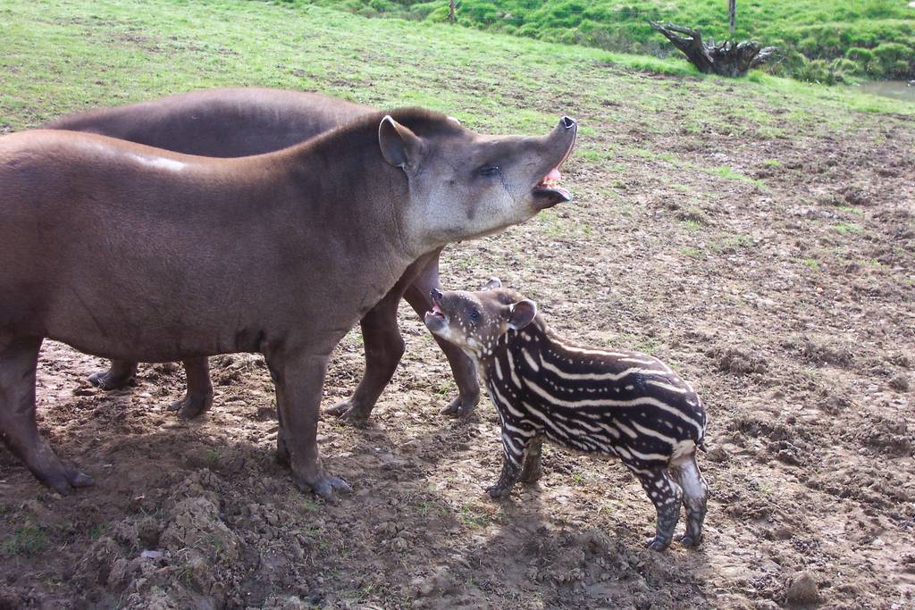 Tapir Family-Longleat