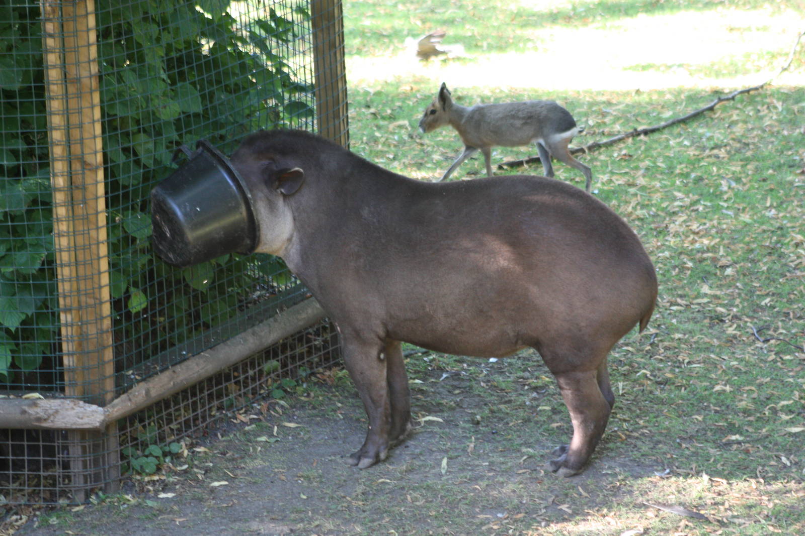 Tapir feeding time, 4th August 2014