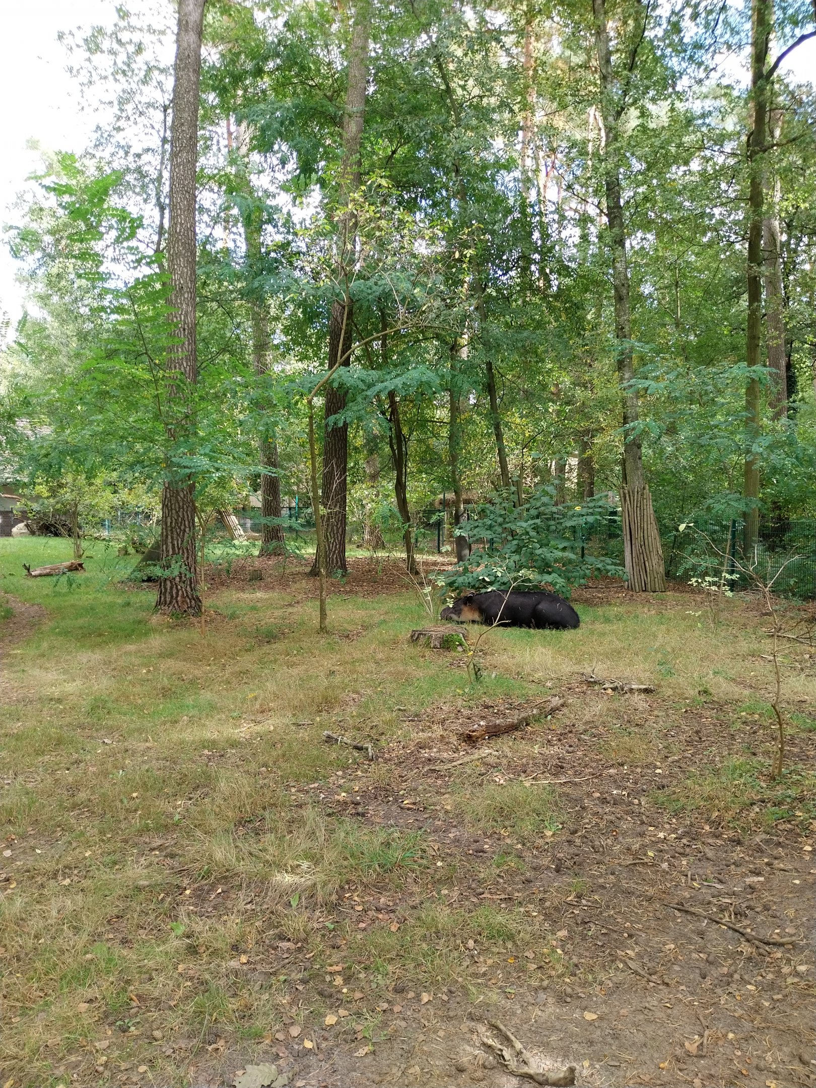 Tapir House - Baird's Tapir (Tapirus bairdii)