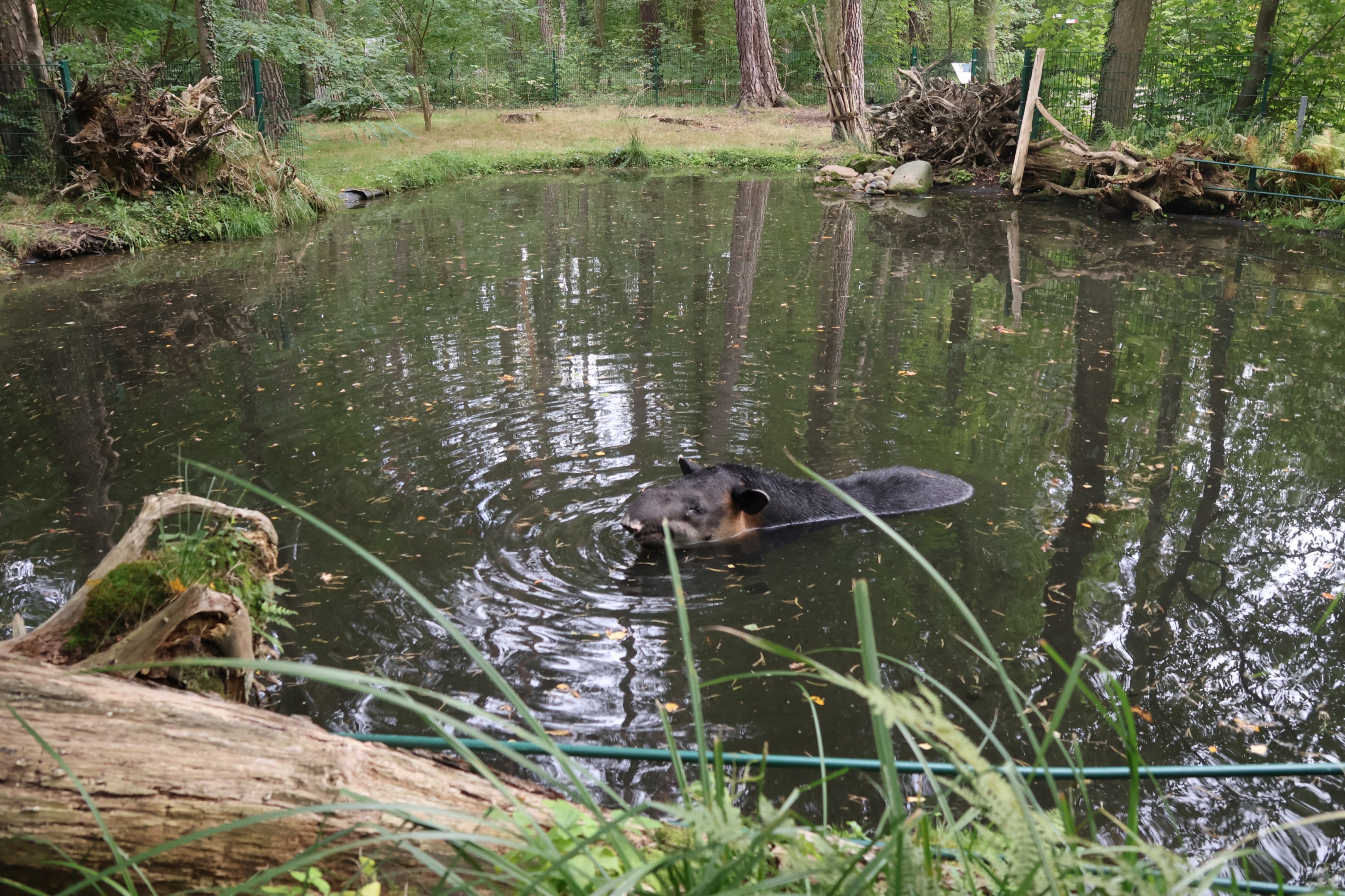 Tapir House - Baird's Tapir (Tapirus bairdii)