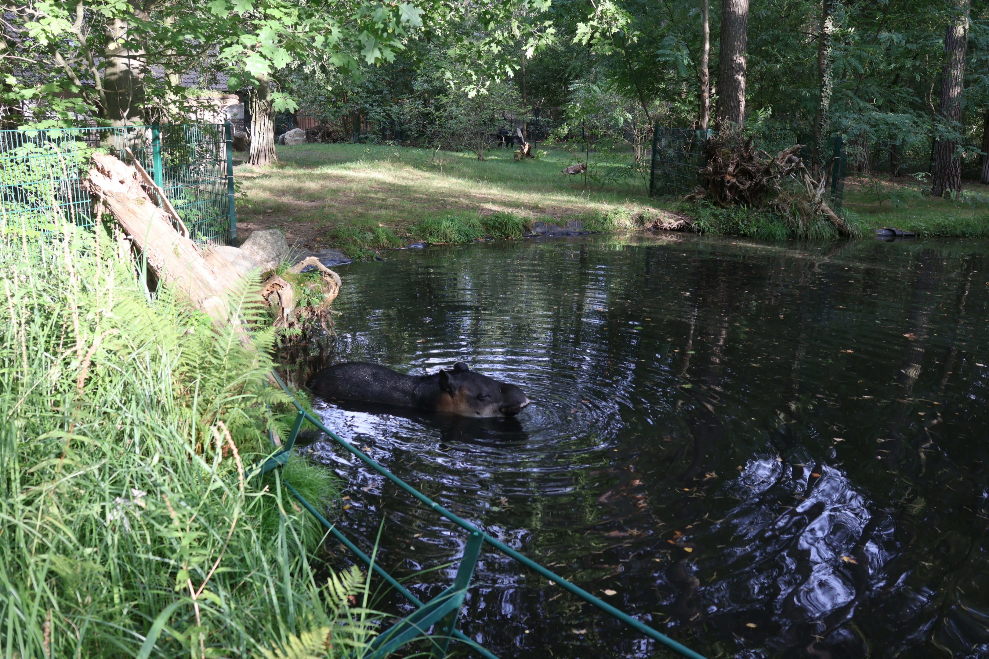 Tapir House - Baird's Tapir (Tapirus bairdii)