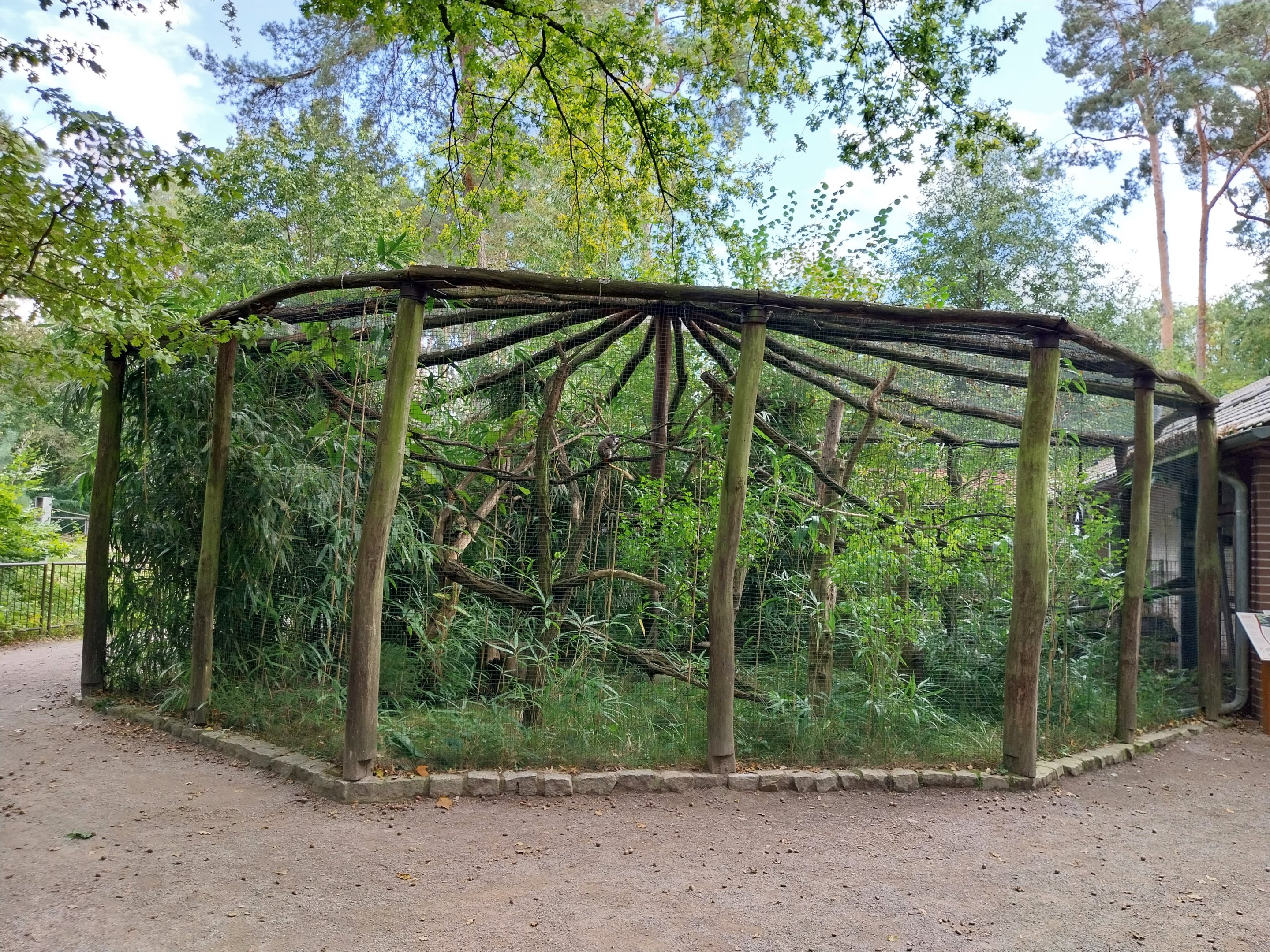 Tapir House - Bearded Emperor Tamarin (Saguinus imperator subgrisescens)