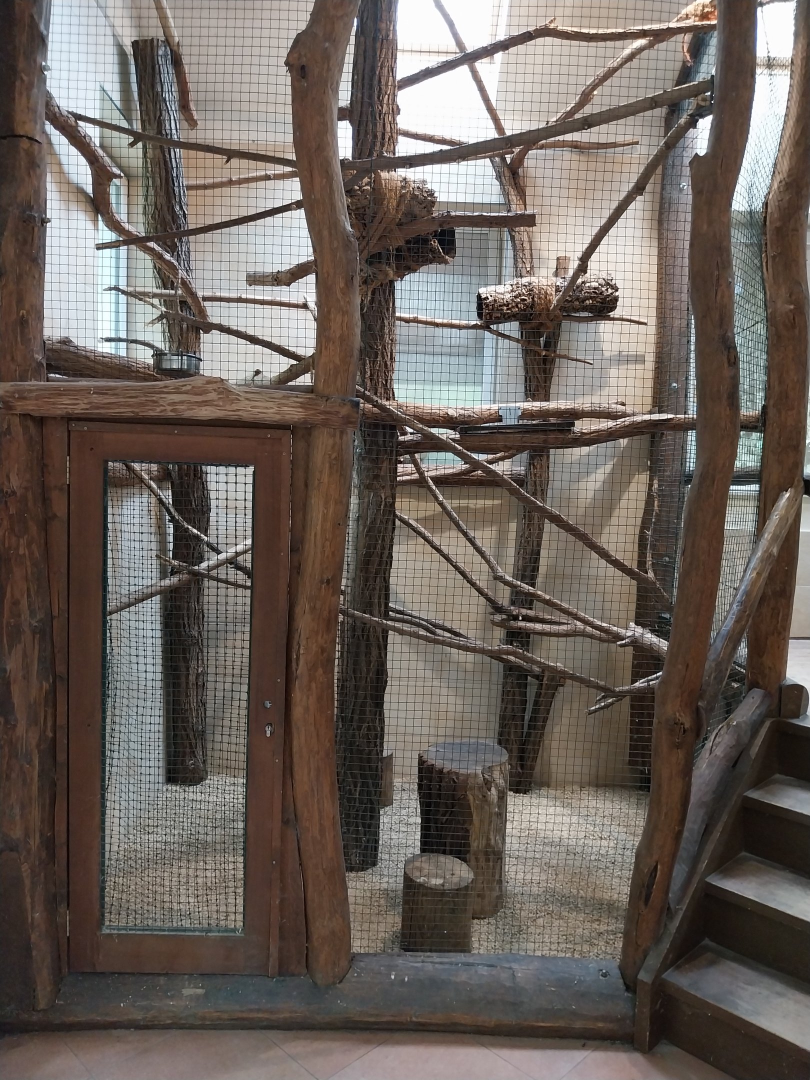 Tapir House - Bearded Emperor Tamarin (Saguinus imperator subgrisescens)