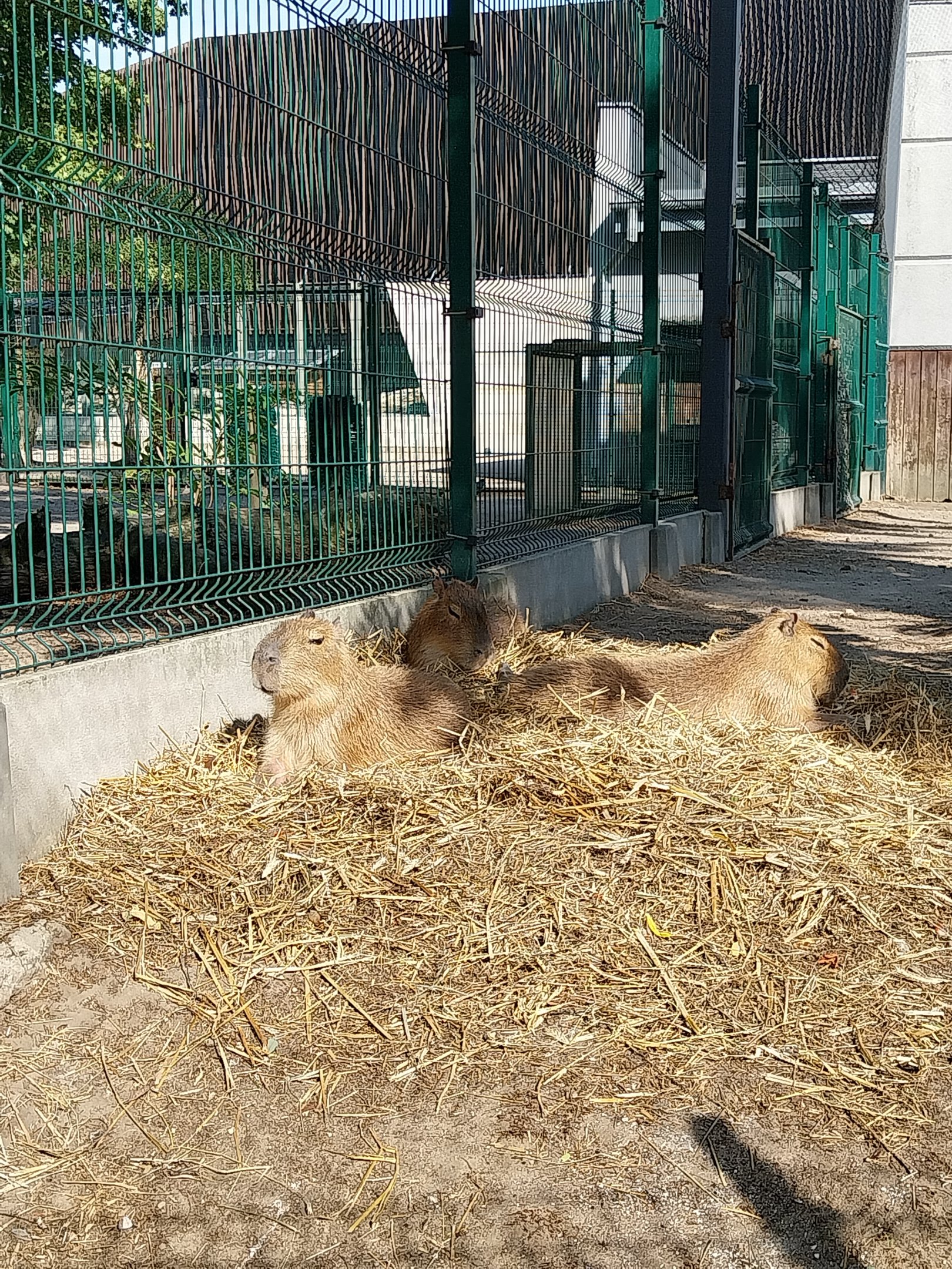 Tapir House - Capybara (Hydrochoerus hydrochaeris)