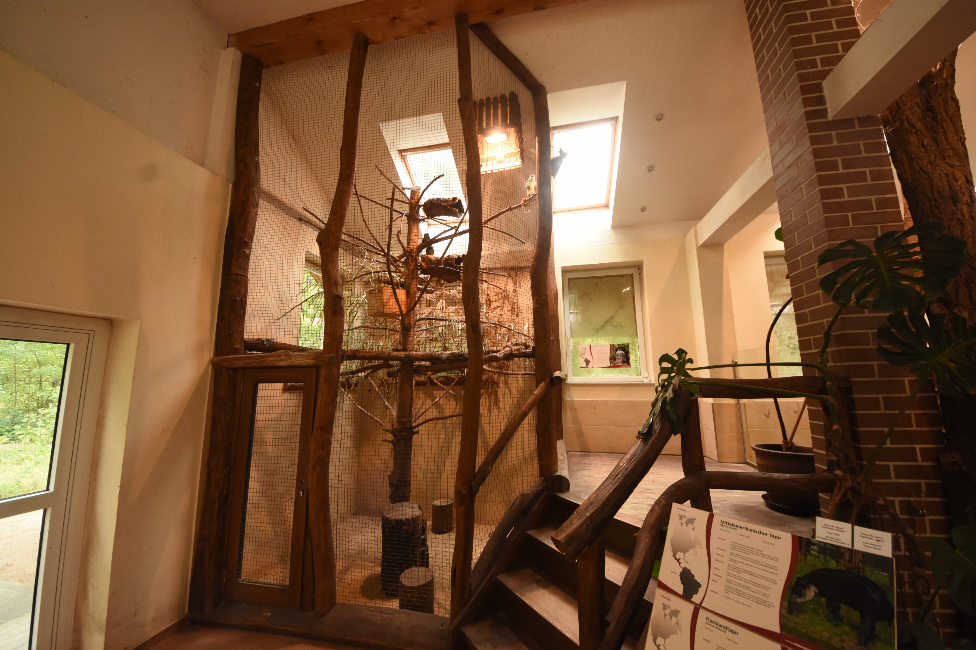 Tapir house - Emperor bearded tamarin indoors