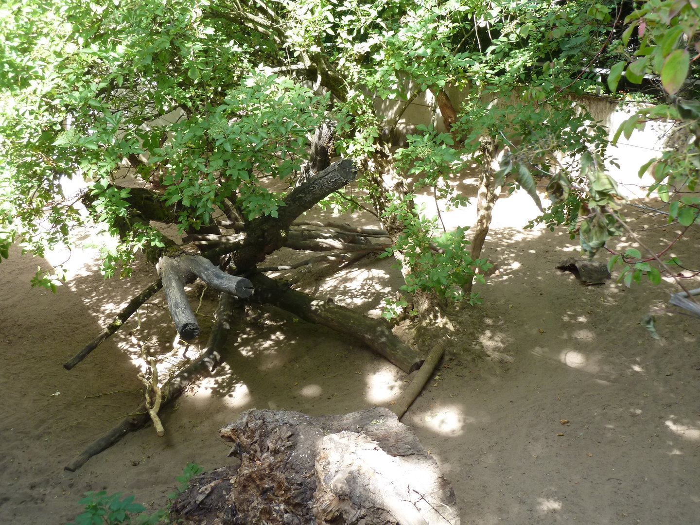 Tapir house - Enclosure for Sulawesi babirusa
