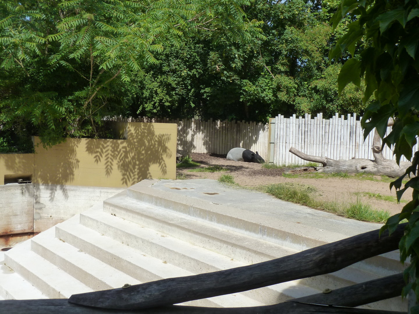 Tapir house - First Malayan tapir outdoor enclosure