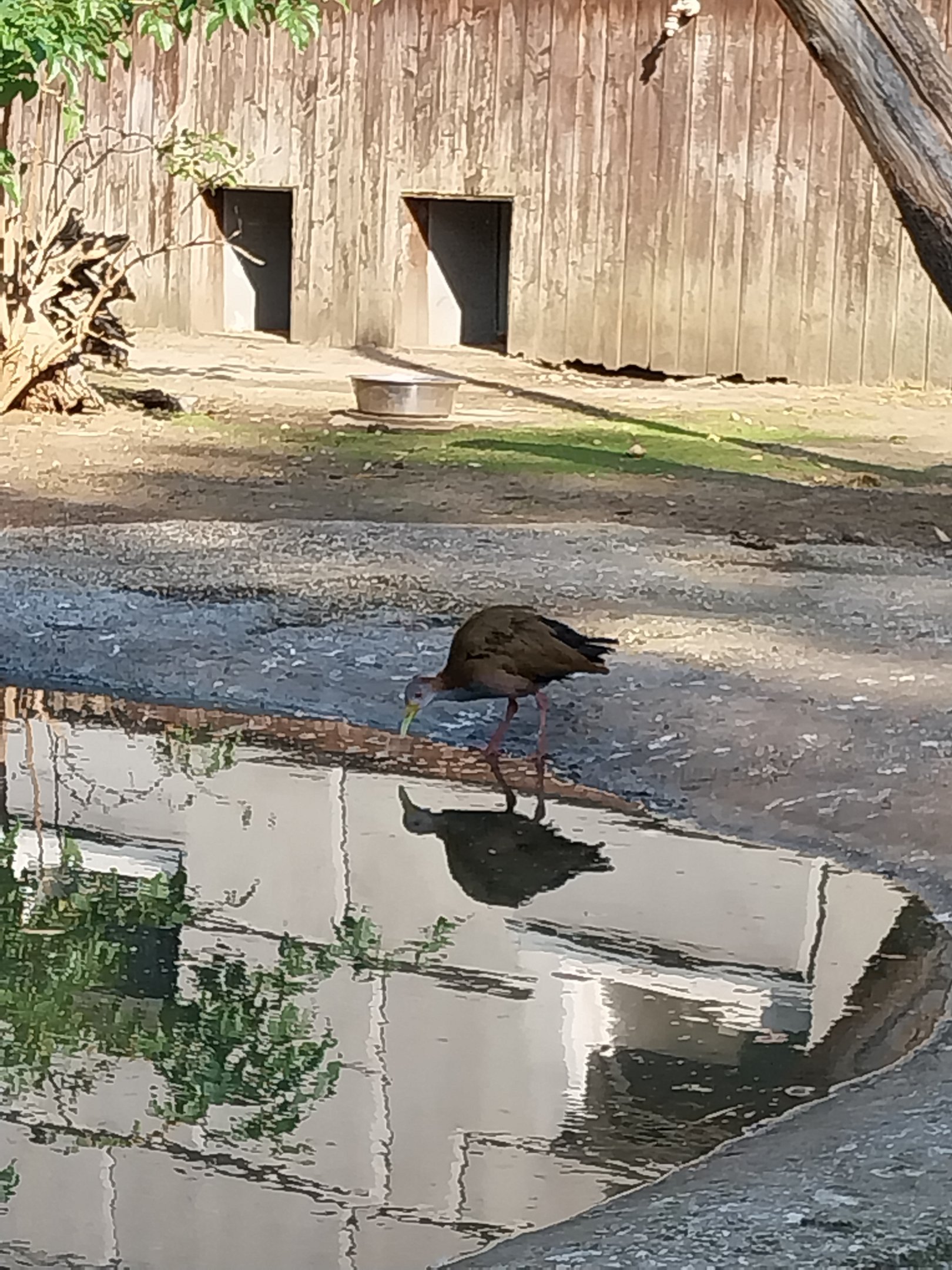 Tapir House - Giant Wood-rail (Aramides ypecaha)