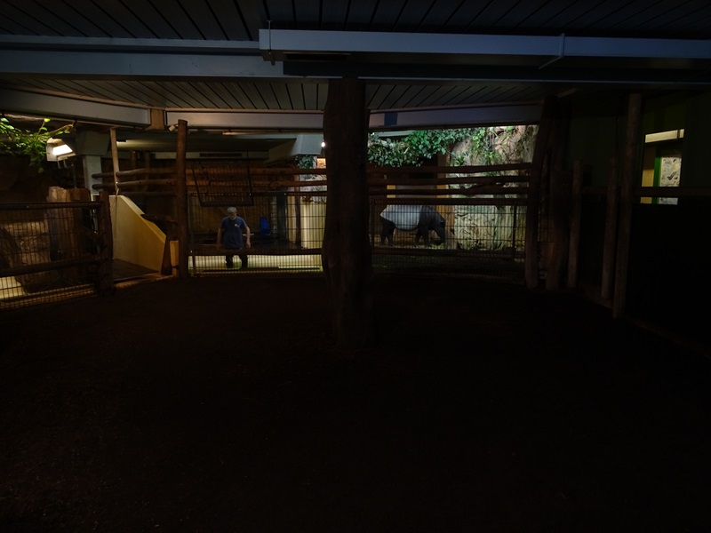 Tapir House: indoor enclosure for Malayan tapir