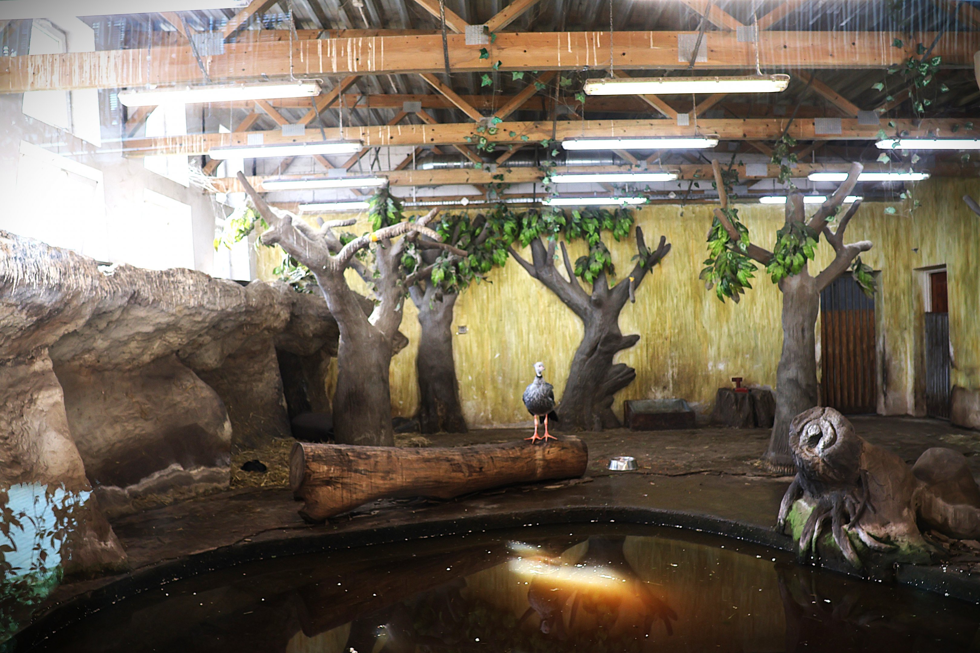 Tapir House - Southern screamer (Chauna torquata)