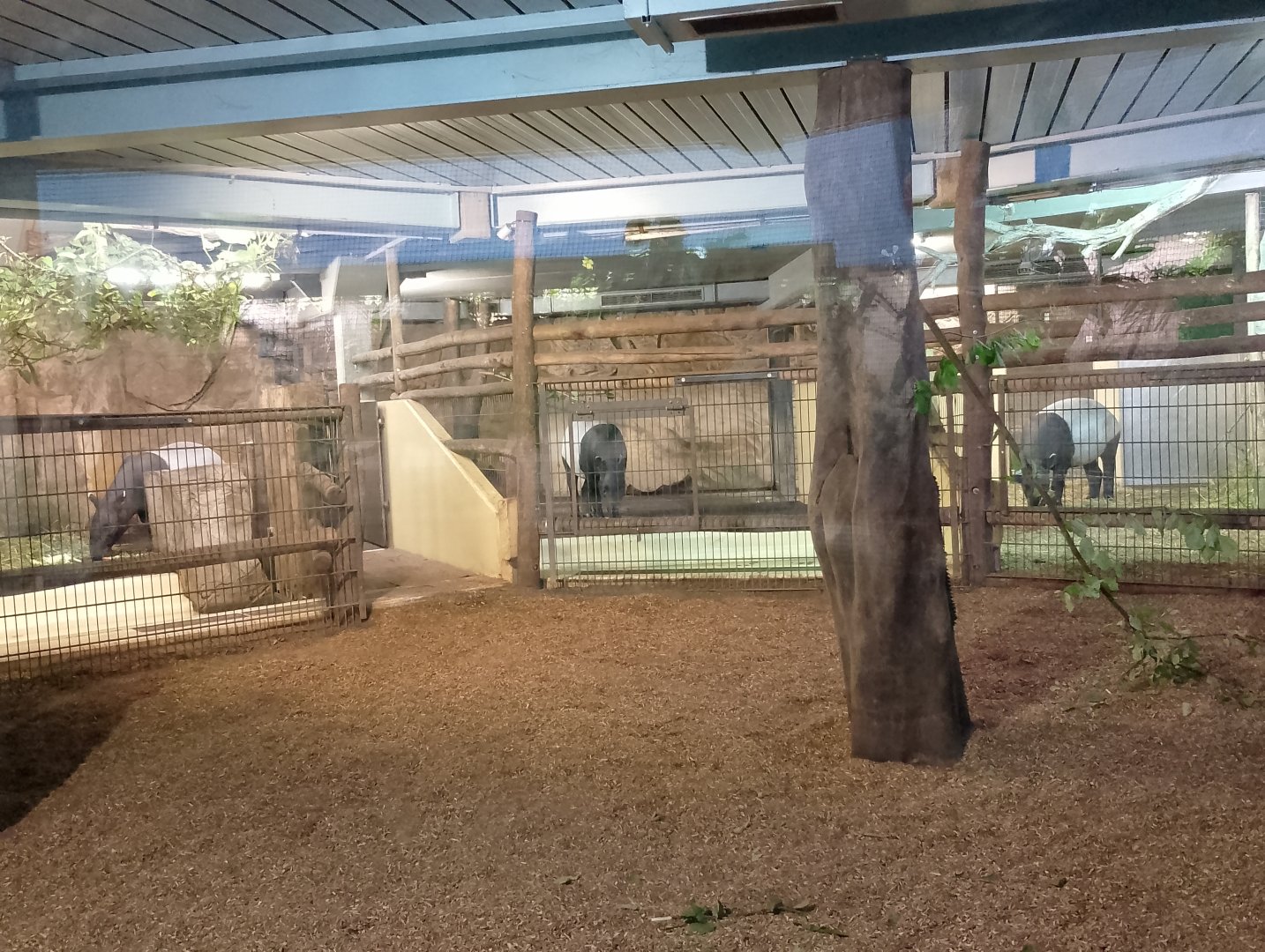 Tapir house