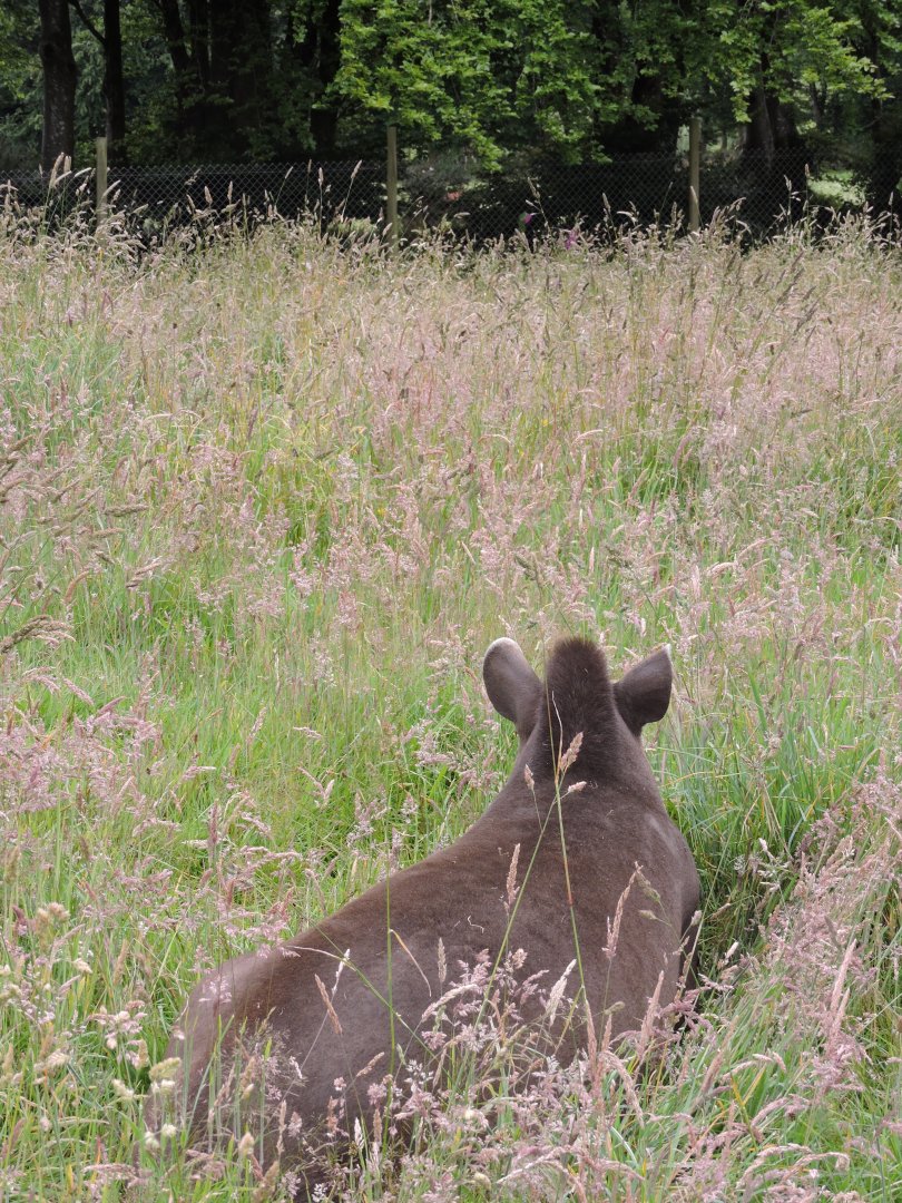 Tapir in high grass