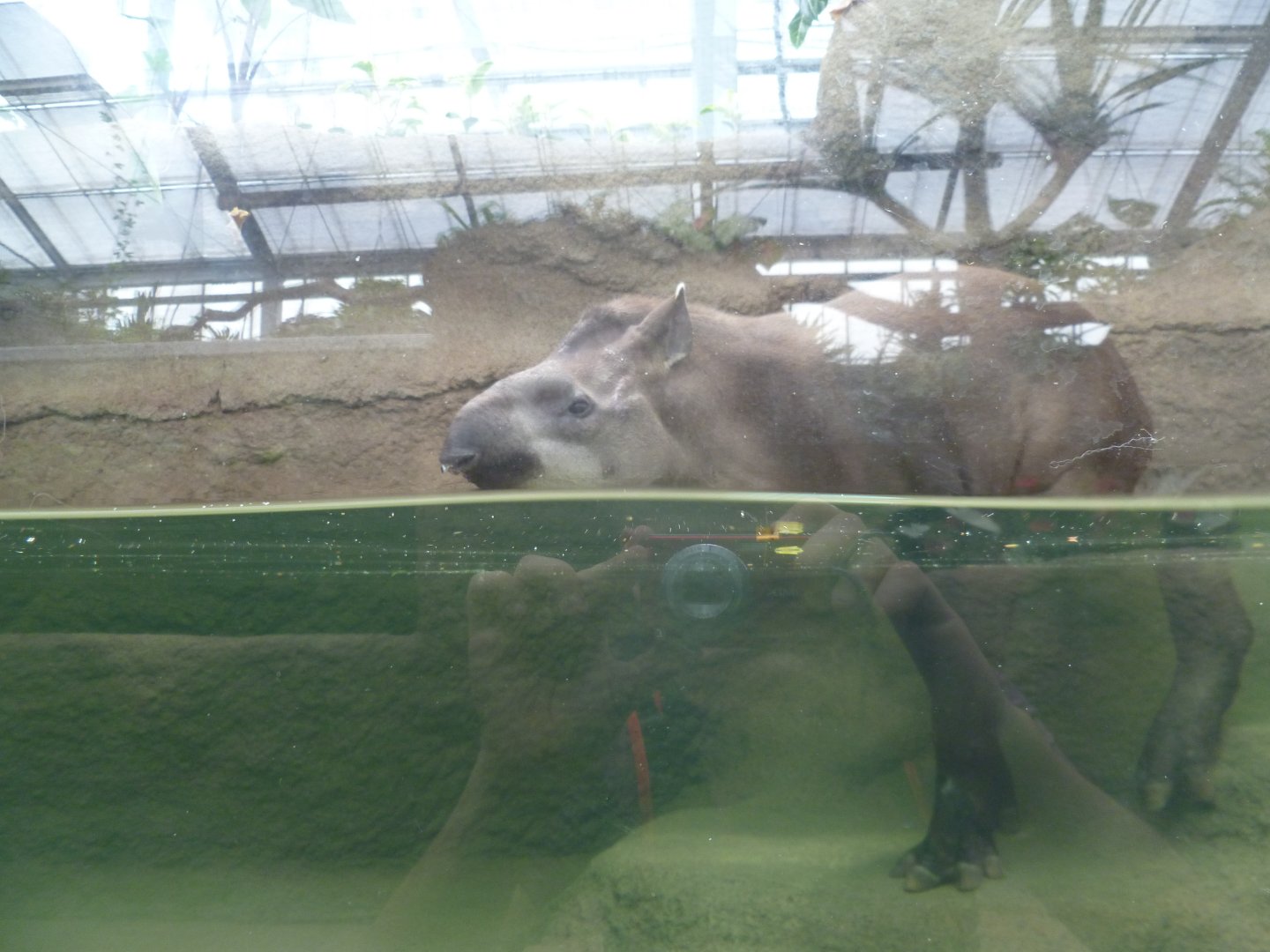 Tapir in water  July 2016