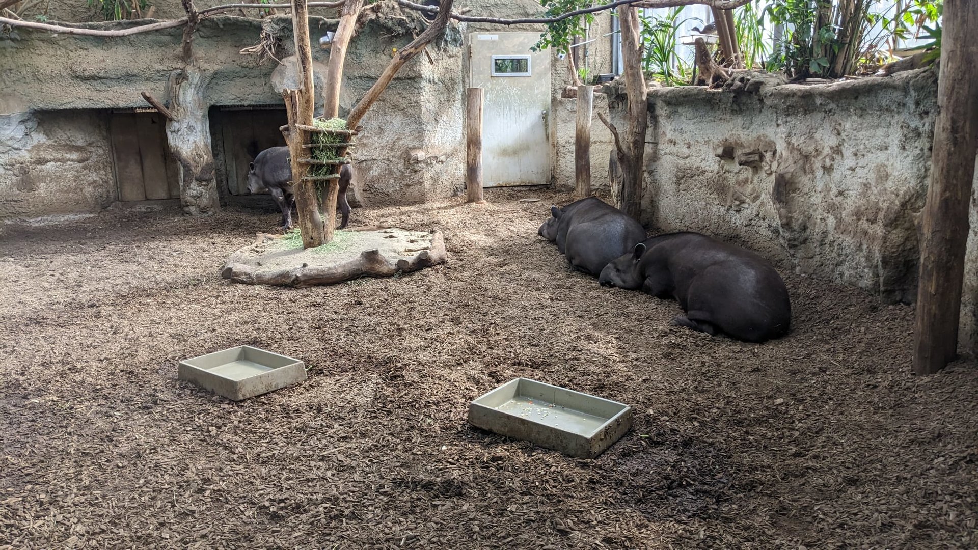 Tapir Indoor Enclosure