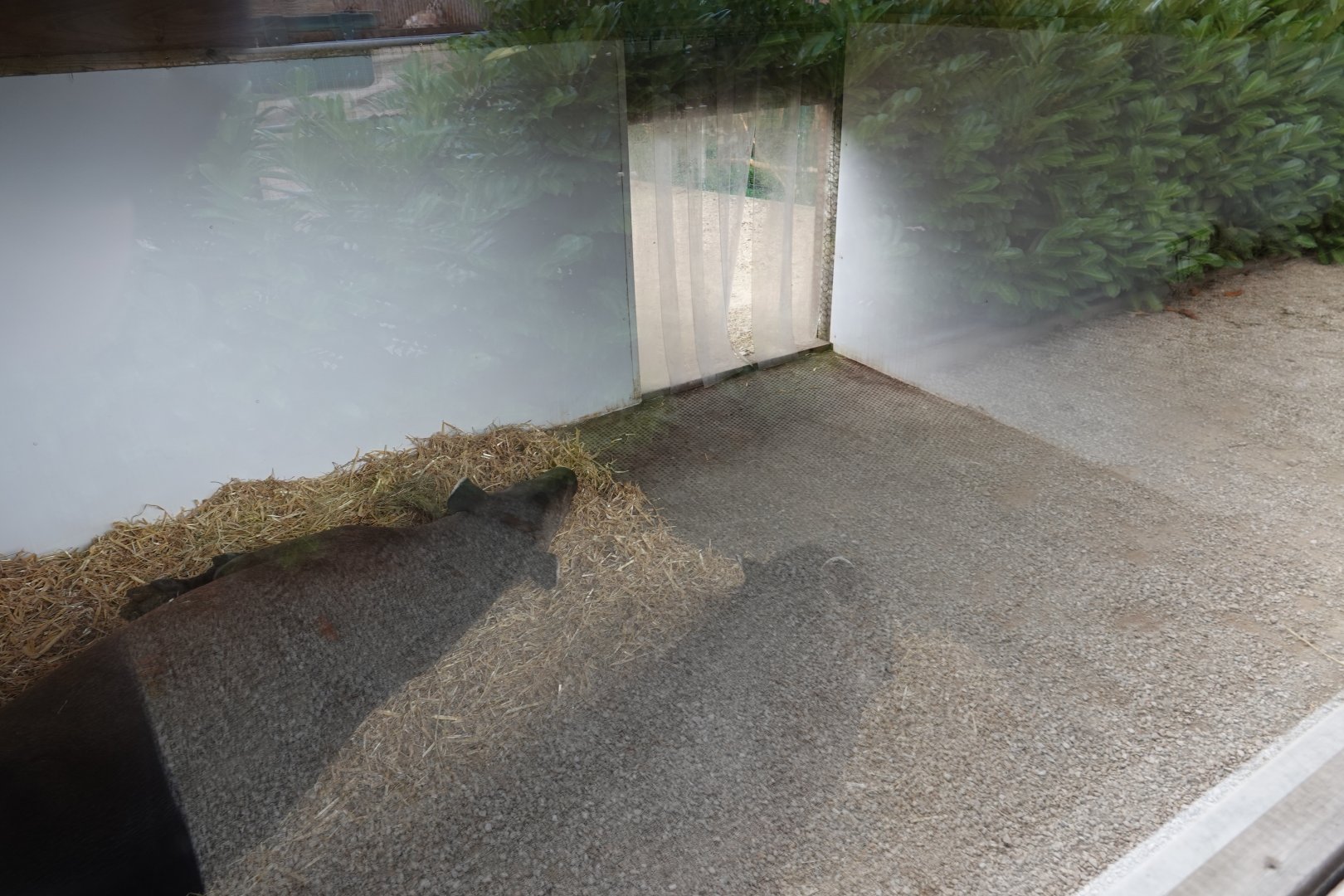 Tapir indoor enclosure