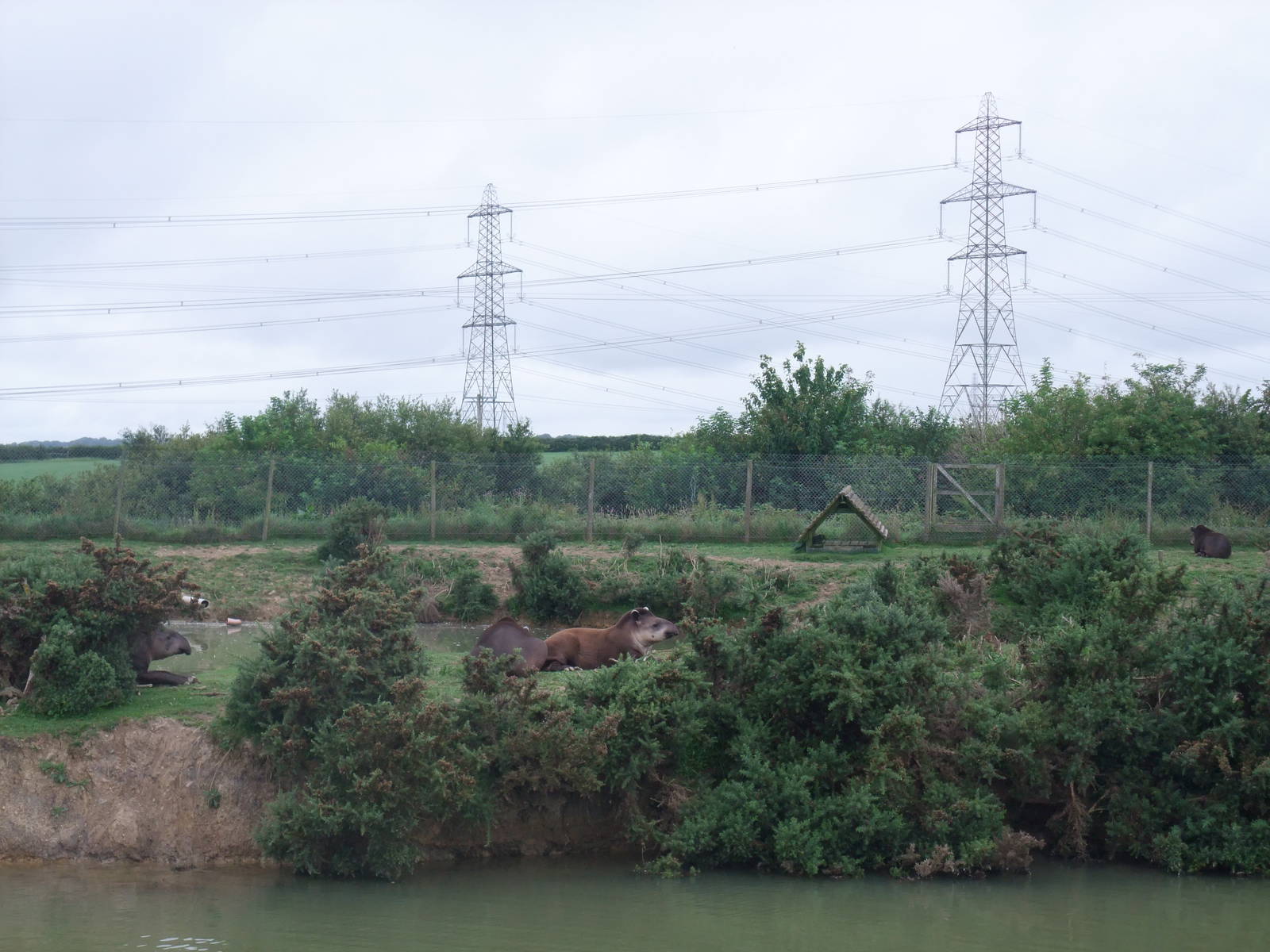 Tapir Lake at Folly Farm, 01/08/11