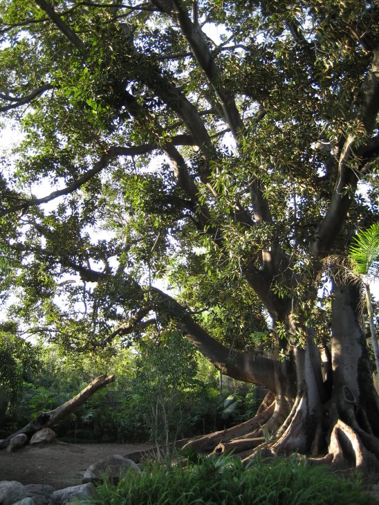 Tapir & Langur exhibit