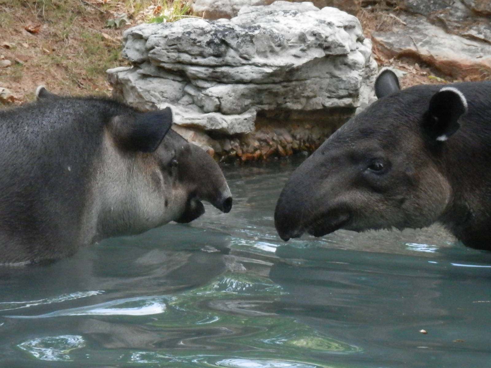 Tapir Love