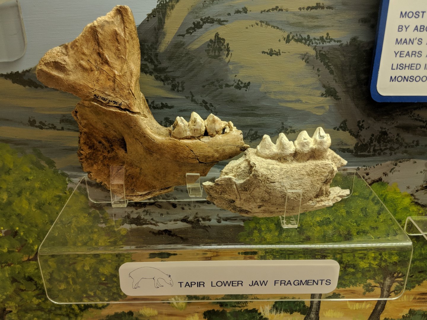 Tapir lower jaw fragments