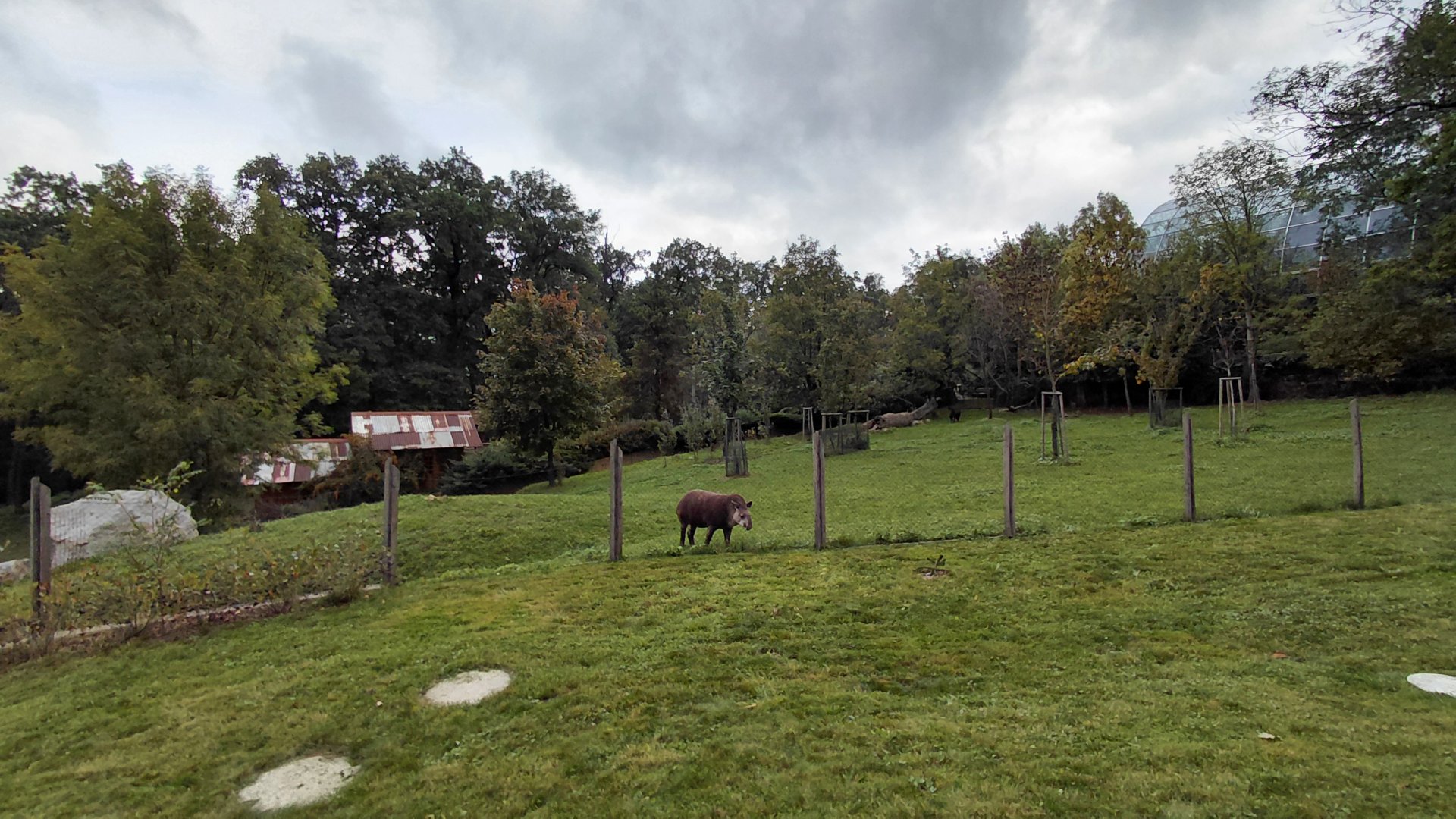 Tapir + mara exhibit