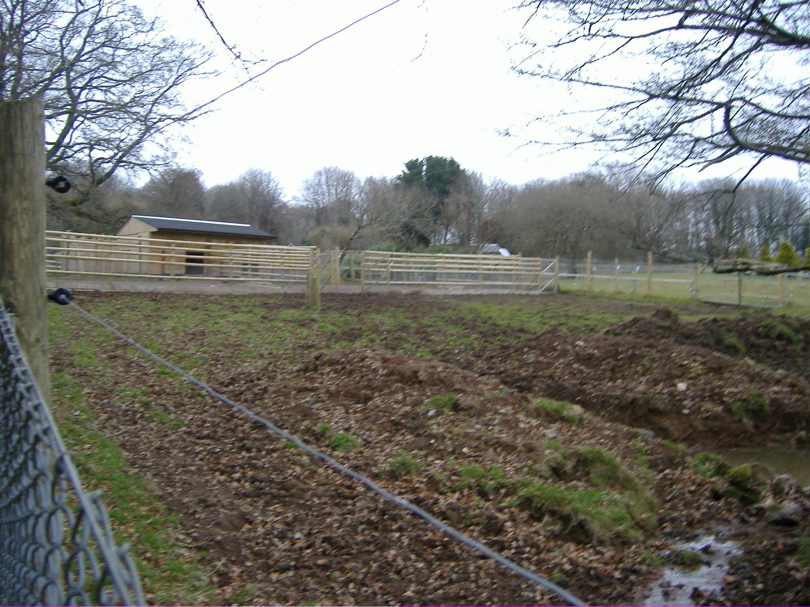 Tapir Paddock dartmoor