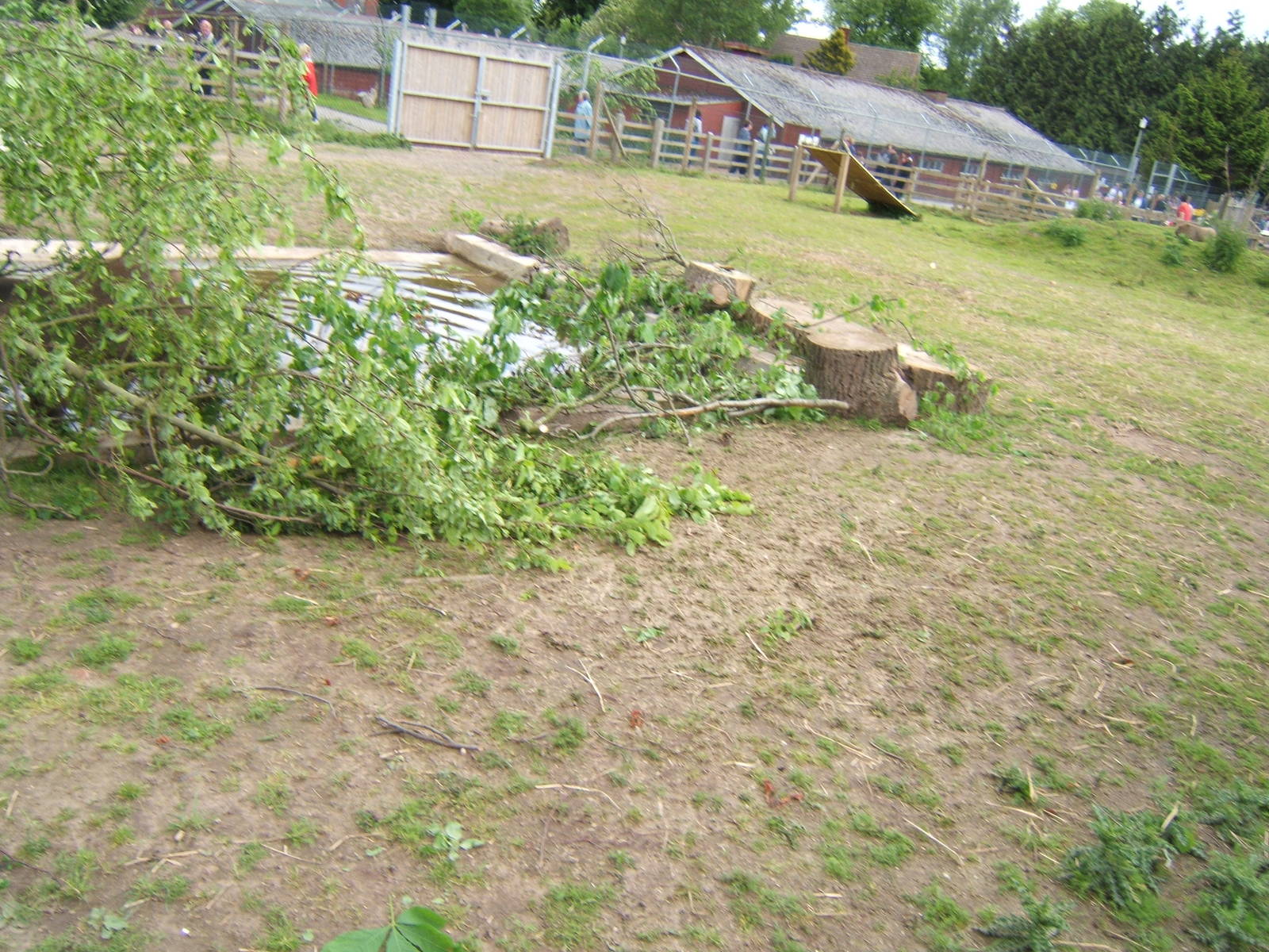 Tapir pool and paddock