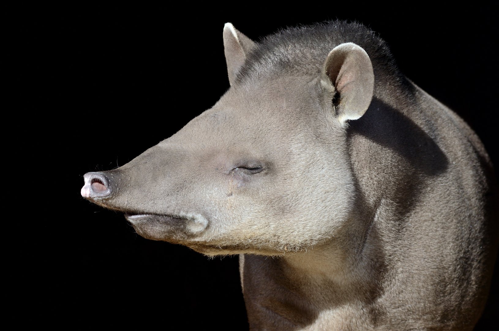 Tapir profile 11/02/2022