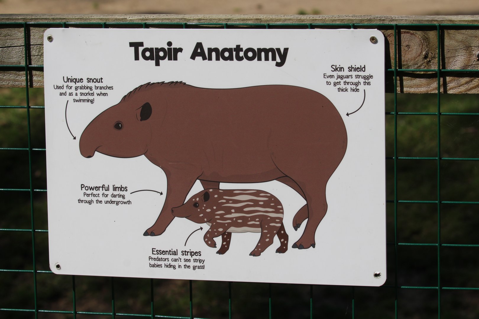 Tapir sign