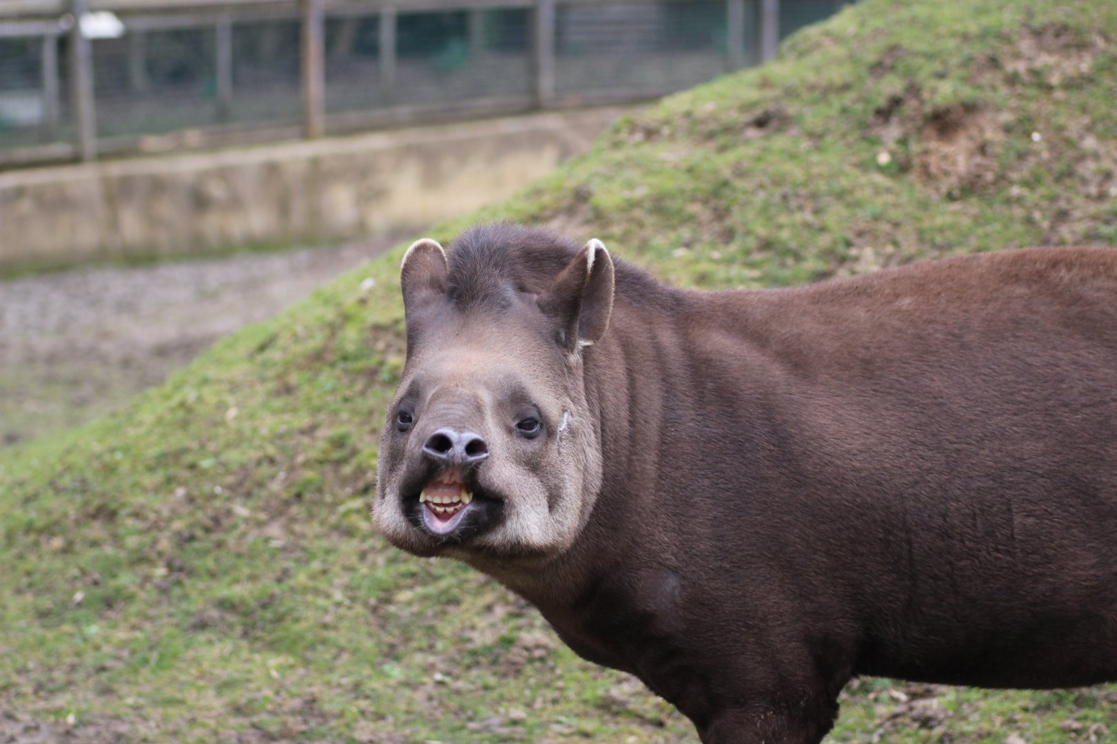 Tapir - Smile for the camera!!