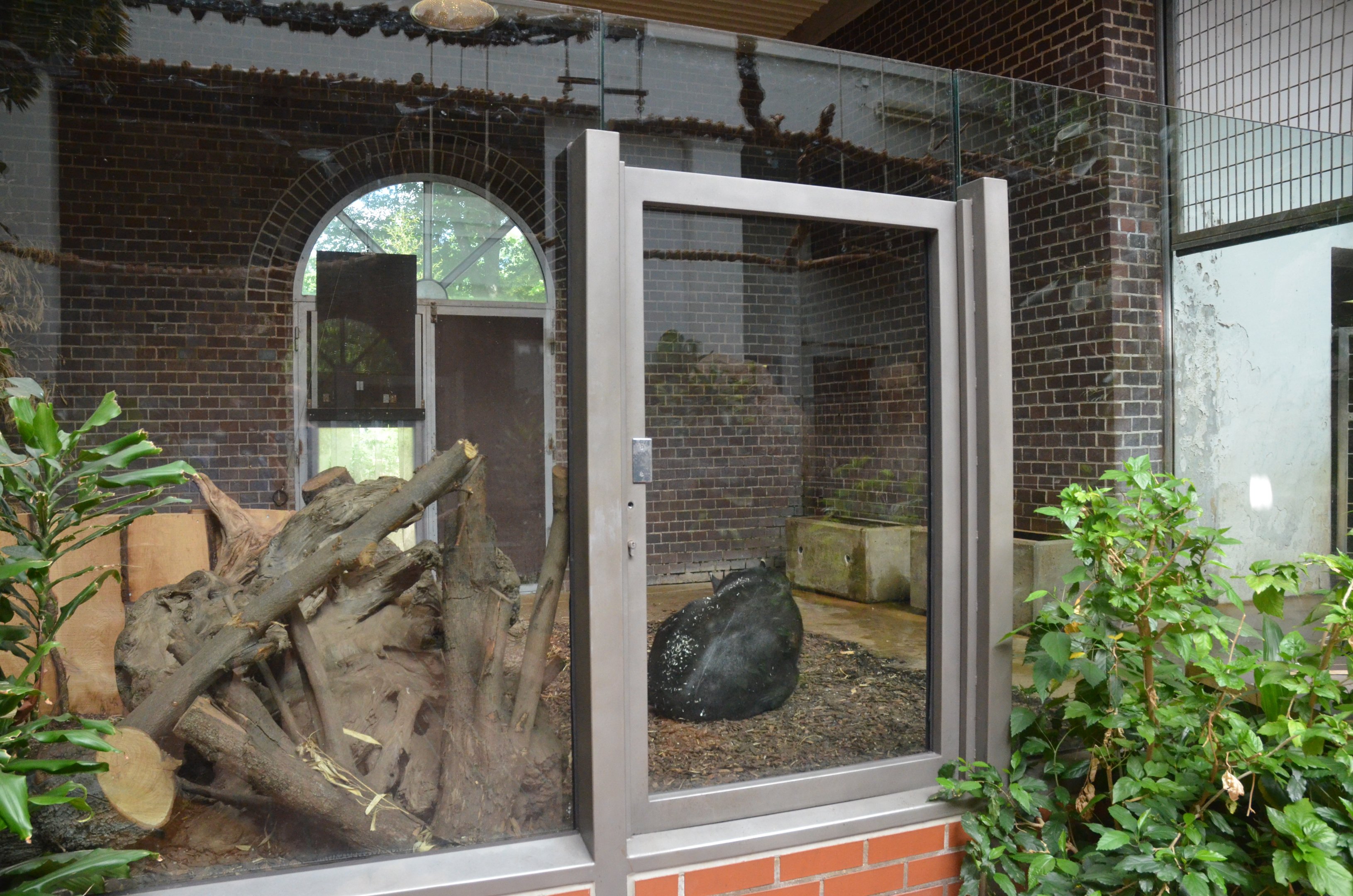 Tapir/South America House at Wuppertal, 16/06/19