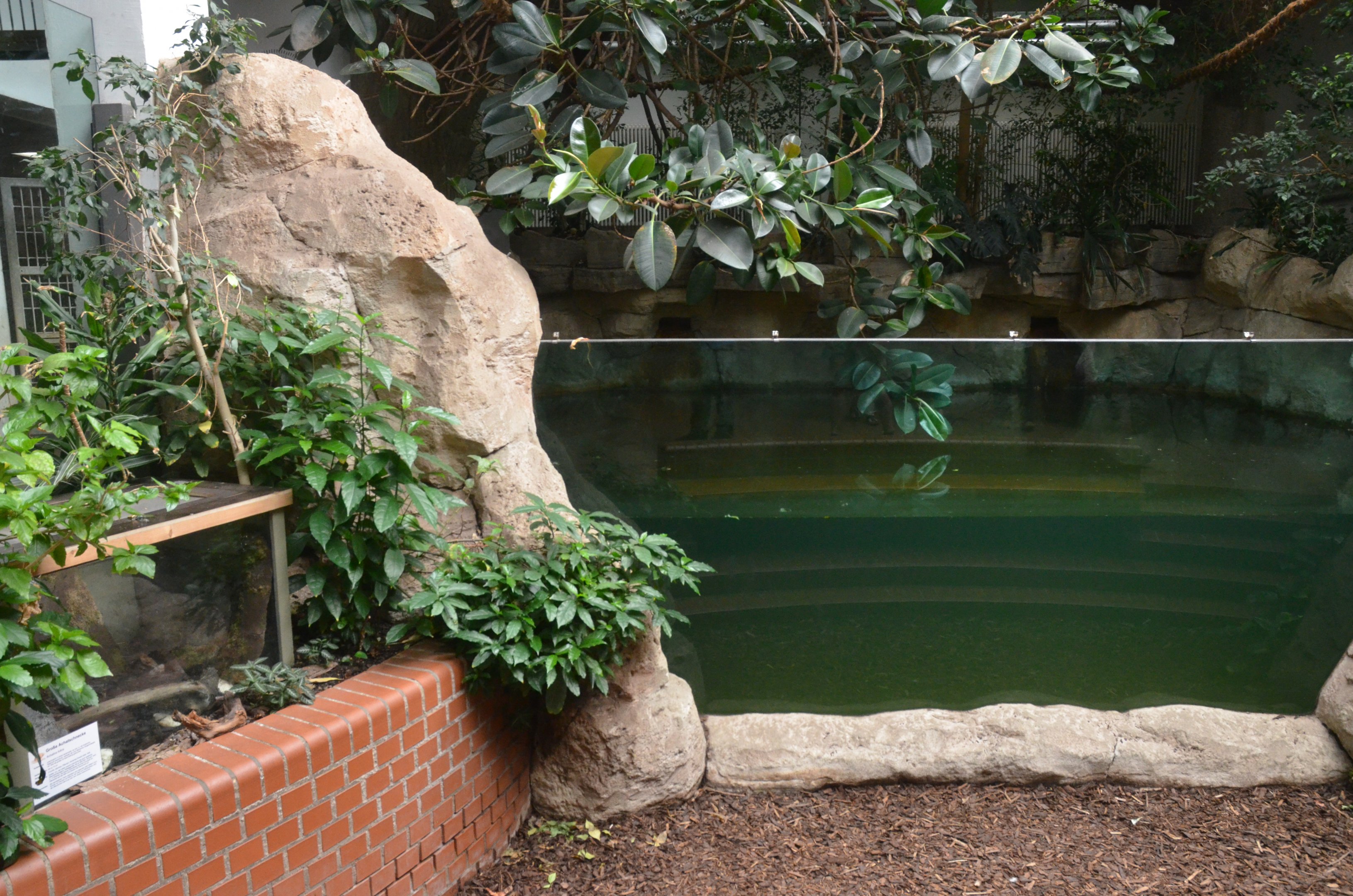 Tapir/South America House at Wuppertal, 16/06/19