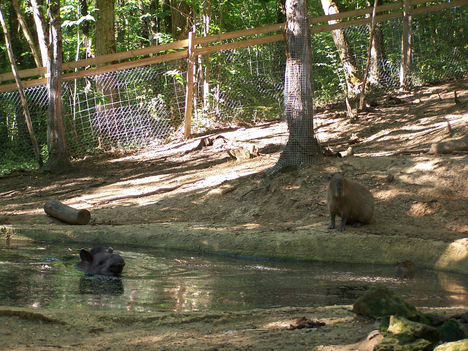 tapir swimming