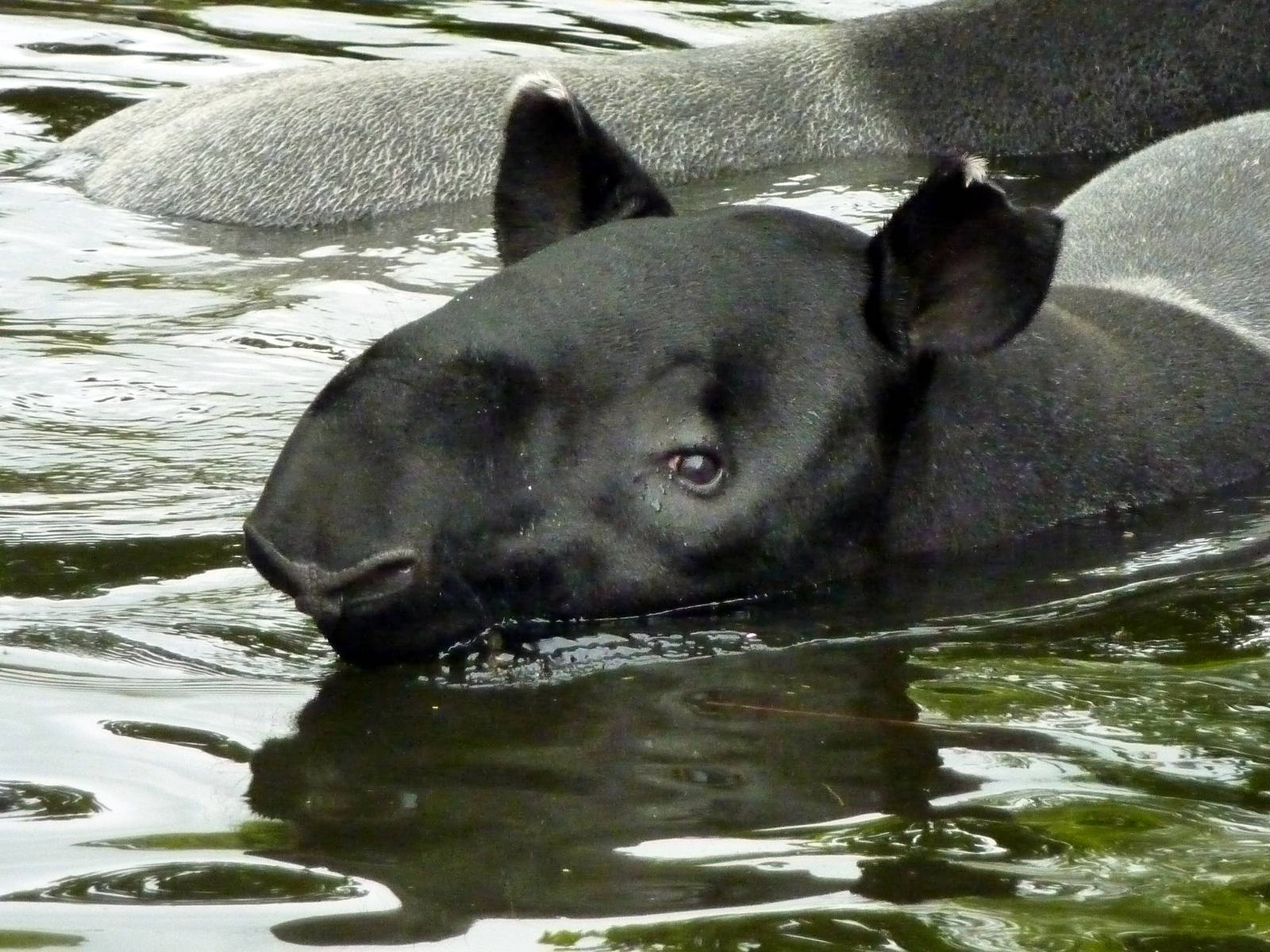 Tapir Swimming