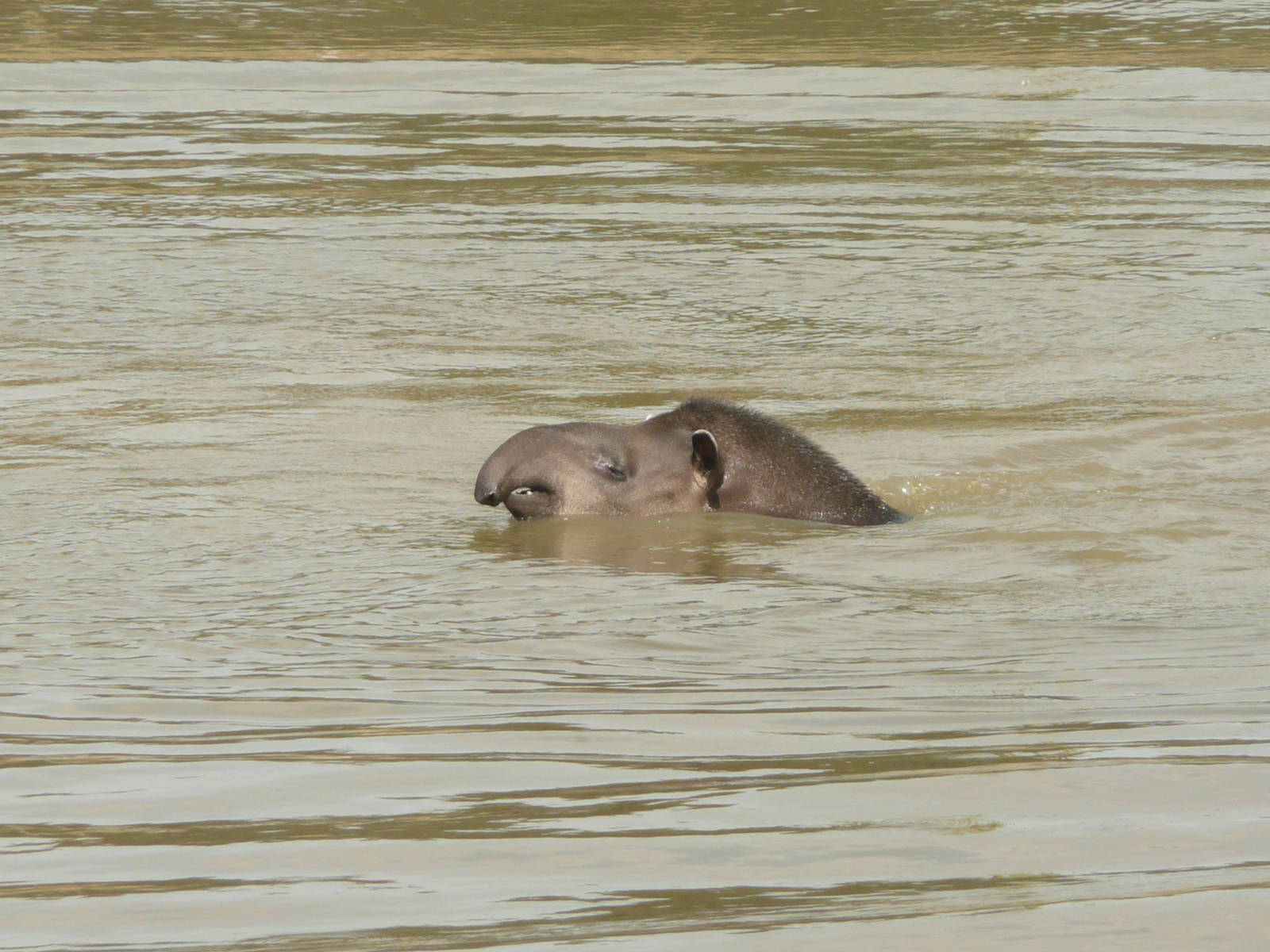 Tapir swimming